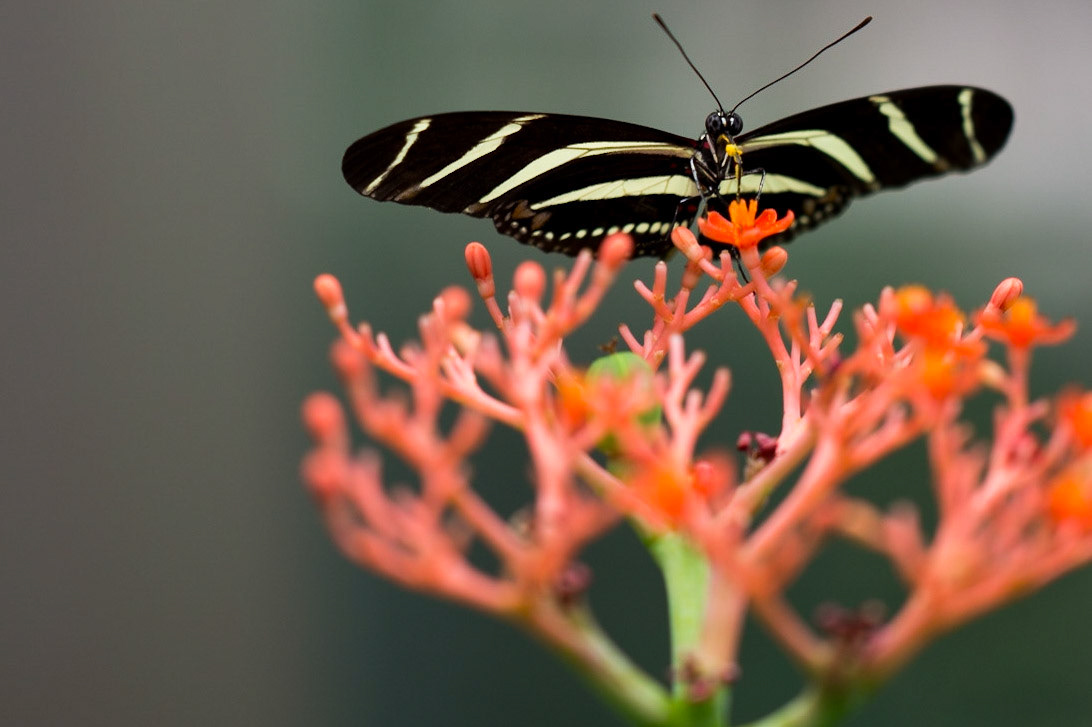 Macro picture of a butterfly