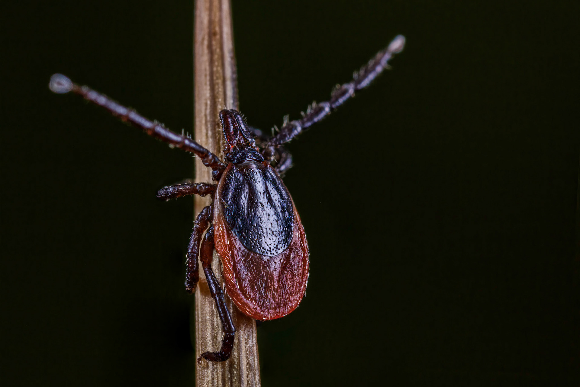 Hard Tick (Ixodes Ricinus)