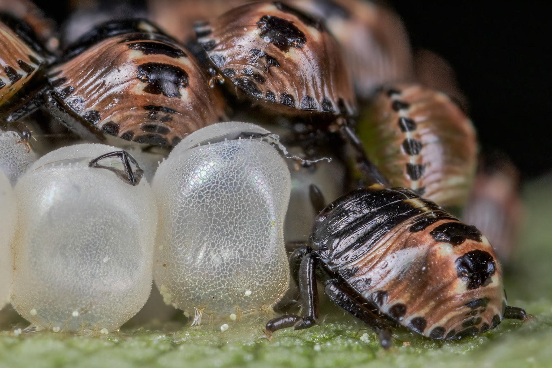 Common Green Shieldbug Nymph (Palomena prasina)