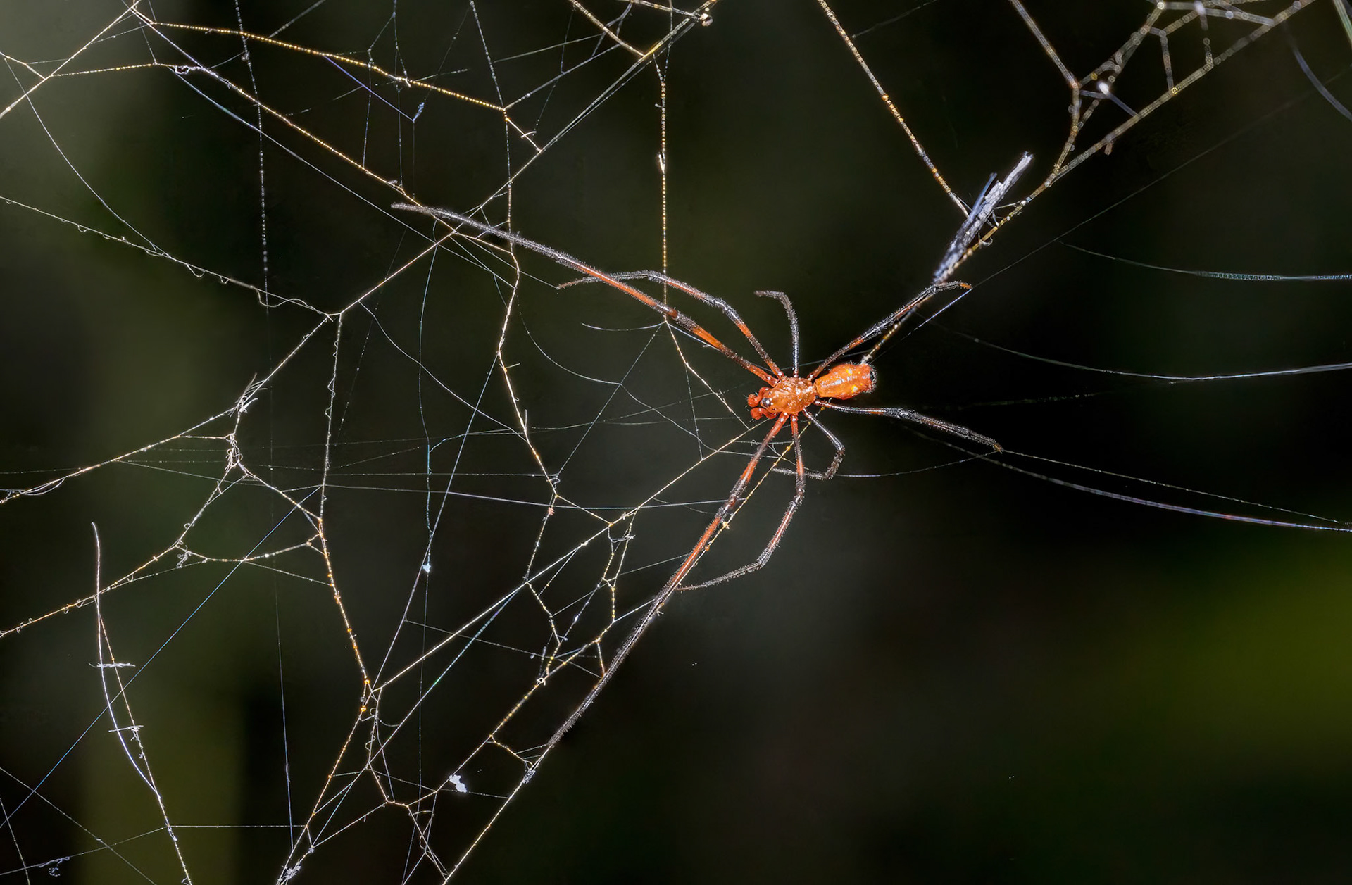 Giant Golden Orbweaver Male (Nephila pilipes)