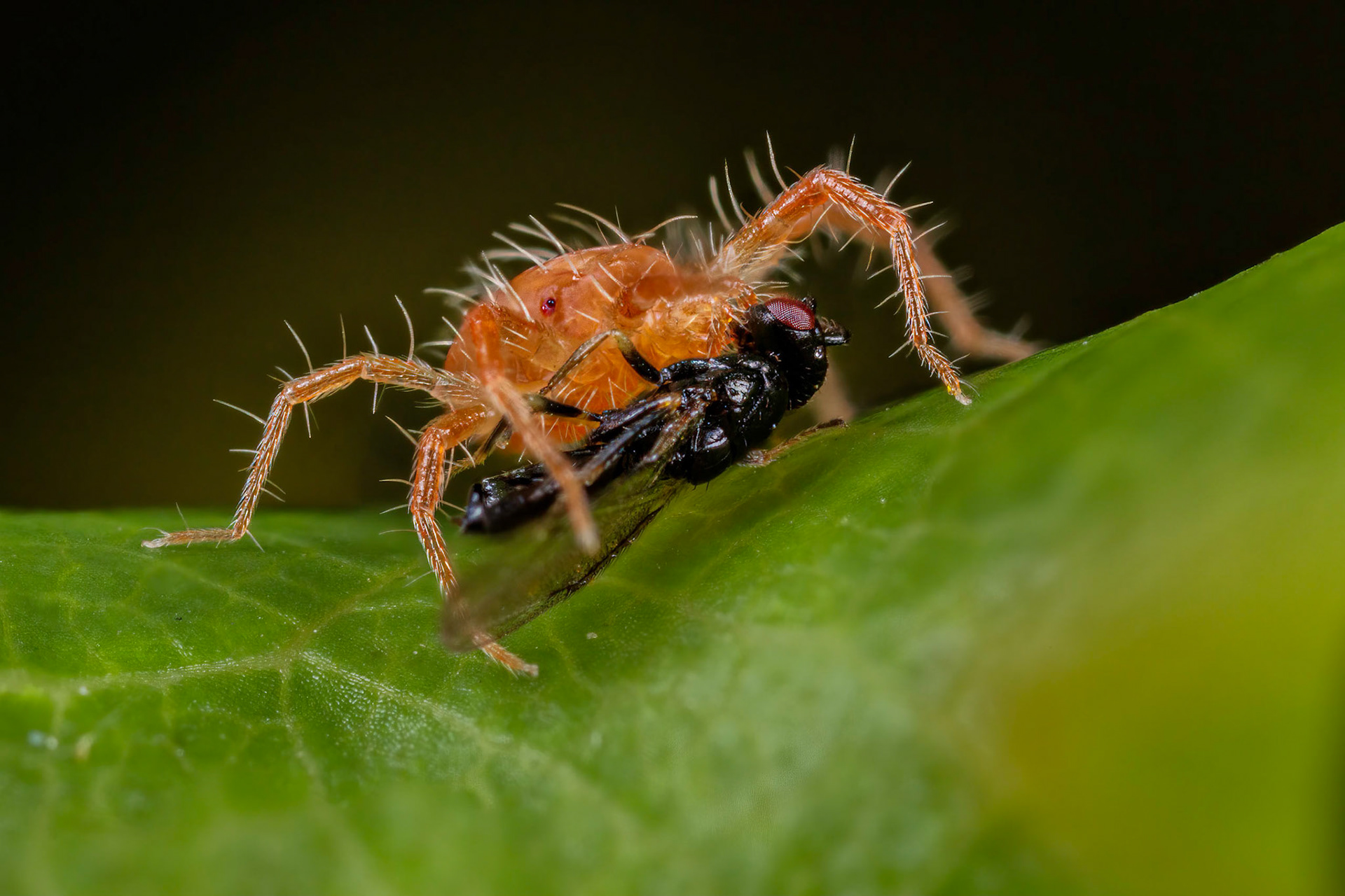 Spider Mite (Tetranychidae)
