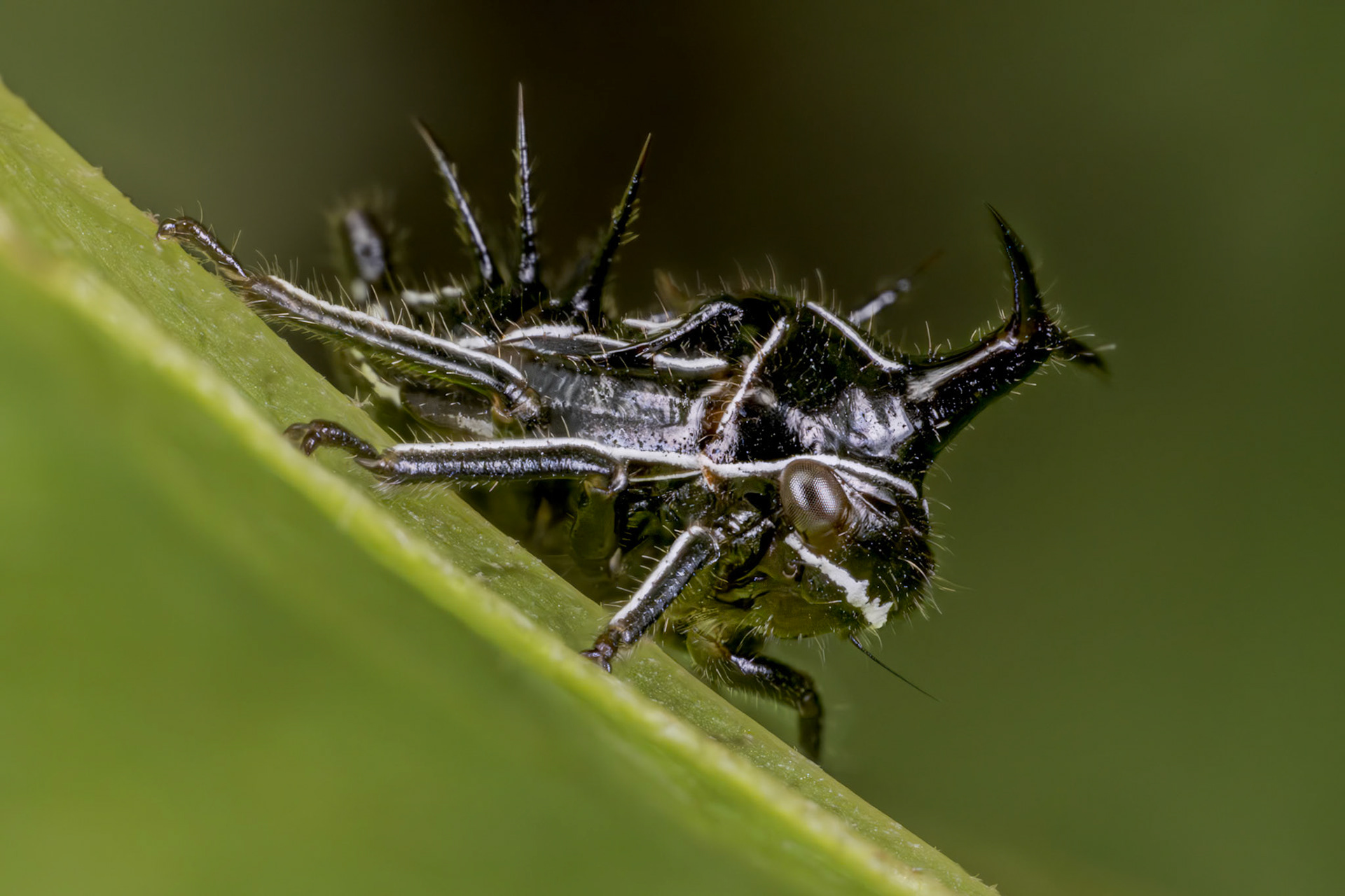 Typical Treehopper Nymph (Membracidae)