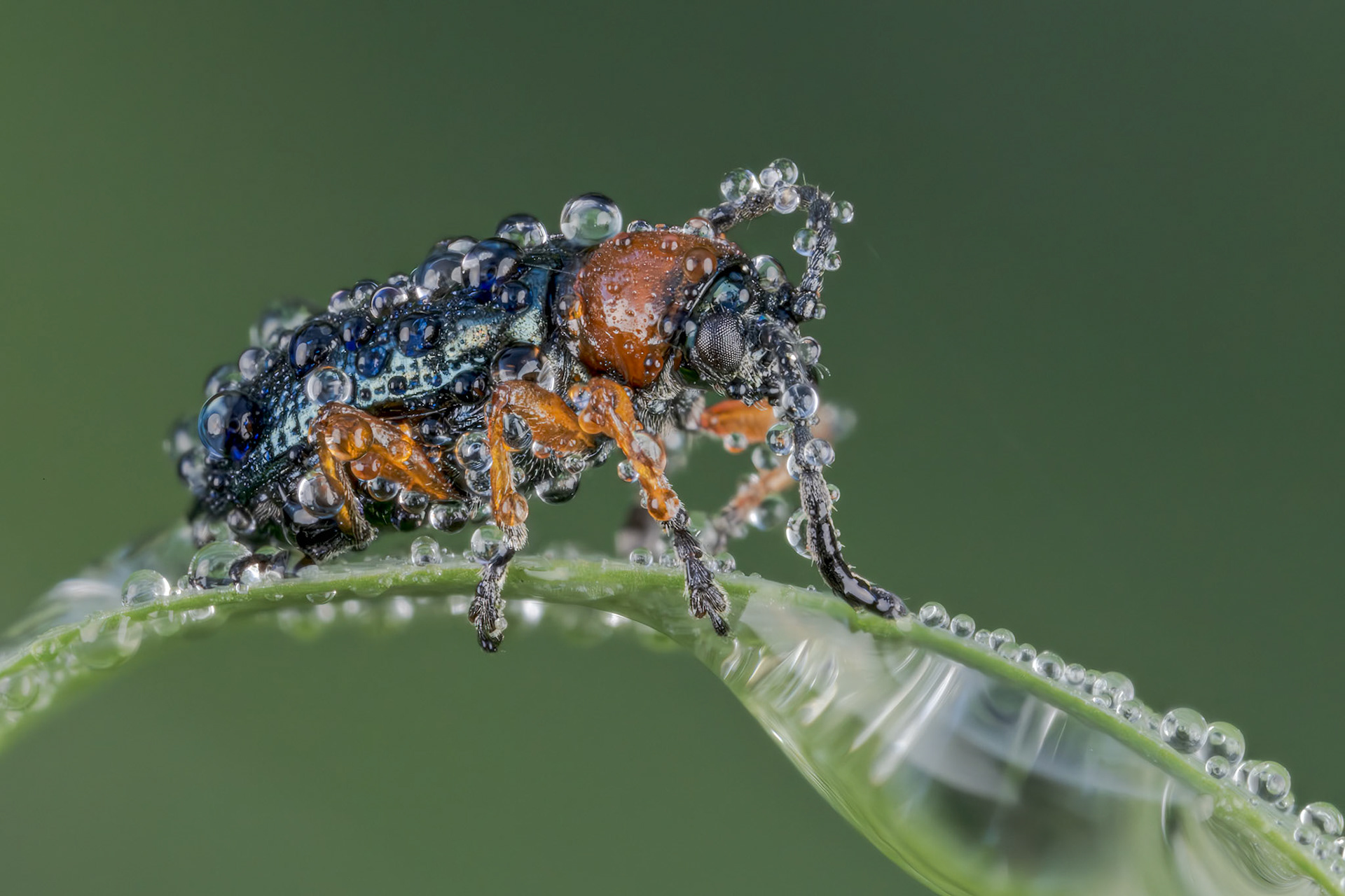 Cereal Leaf Beetle (Oulema melanopus)