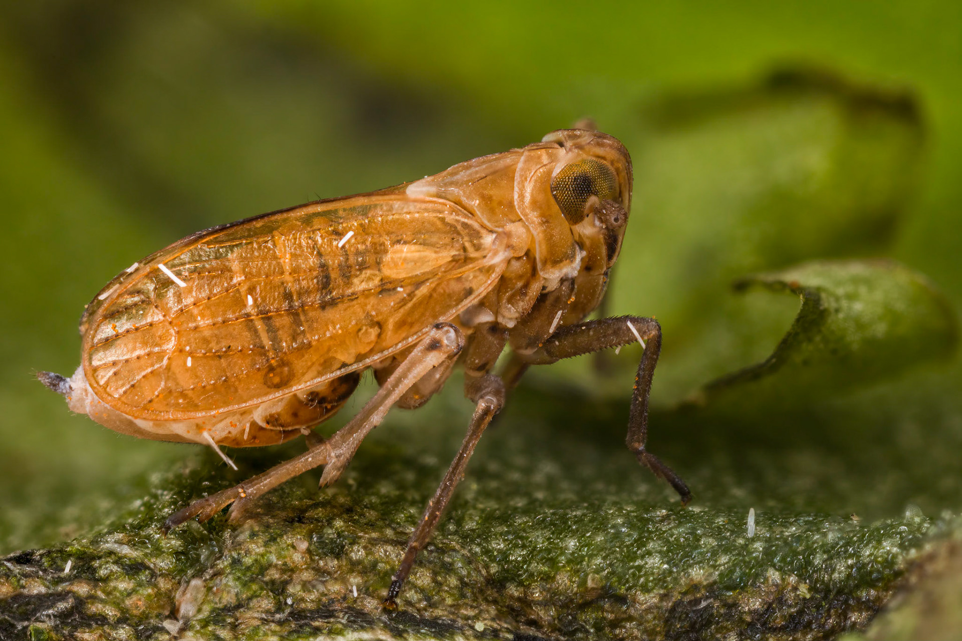 Planthopper (Javesella pellucida) (Possibly)