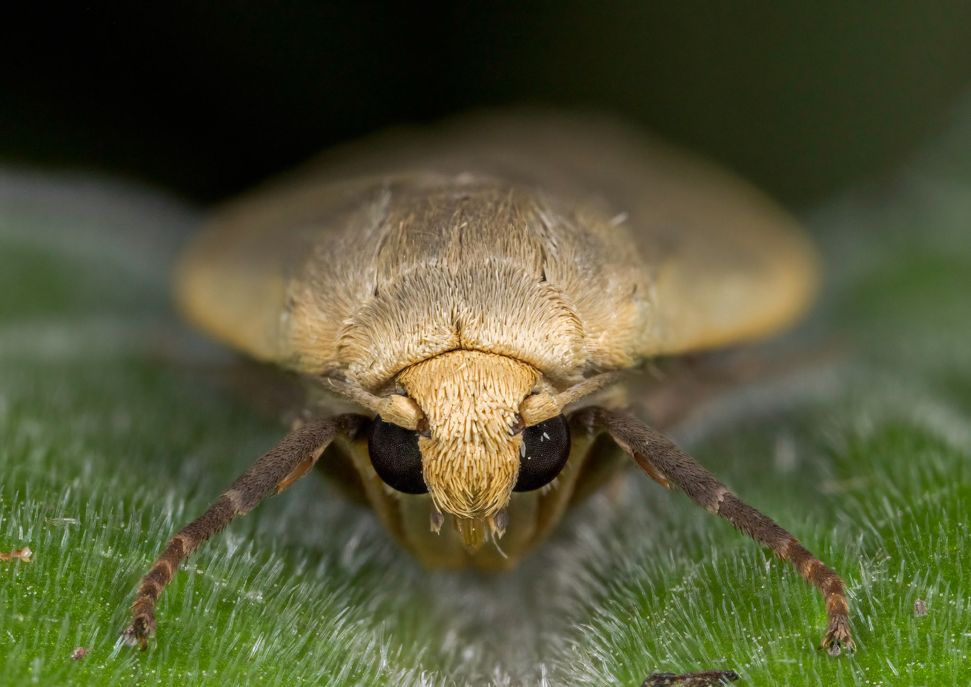 Photo Stack: 35Crop: 2x3Magnification: 6xDingy Footman Eilema griseolaWingspan 32-40 mm.Several of the Eilema species can be difficult to tell apart, but this moth has broader, more rounded forewings than many of the others. It can be quite greyish, but a yellowish form, ab. straminola does occur in places.It flies in July and August, and can be found around damp woodland, fens and sea-cliffs.It is fairly common in the southern half of England and Wales, and feeds on various lichens.https://www.ukmoths.org.uk/species/eilema-griseola/ab-stramineola/