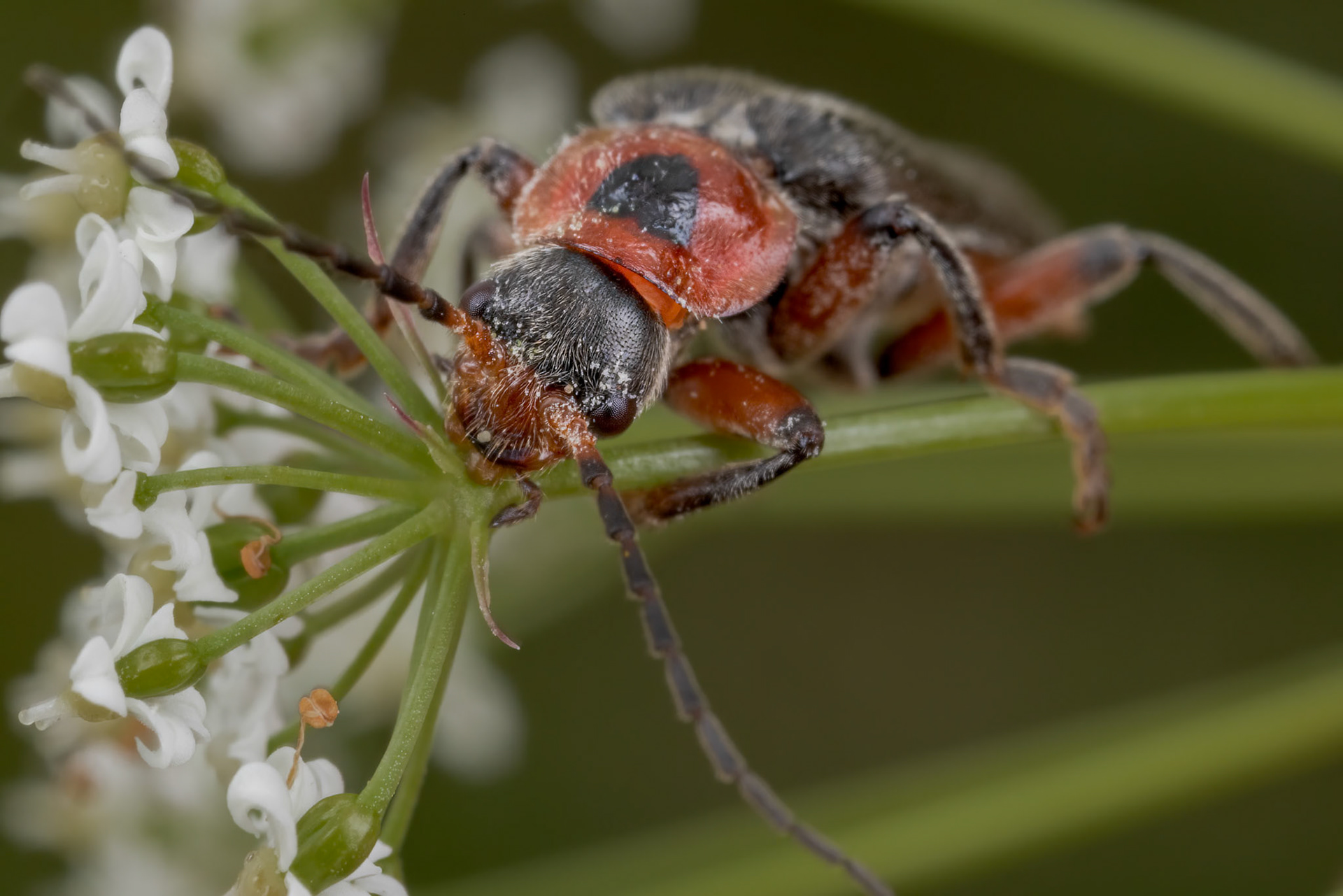 Soldier Beetle (Cantharis rustica)