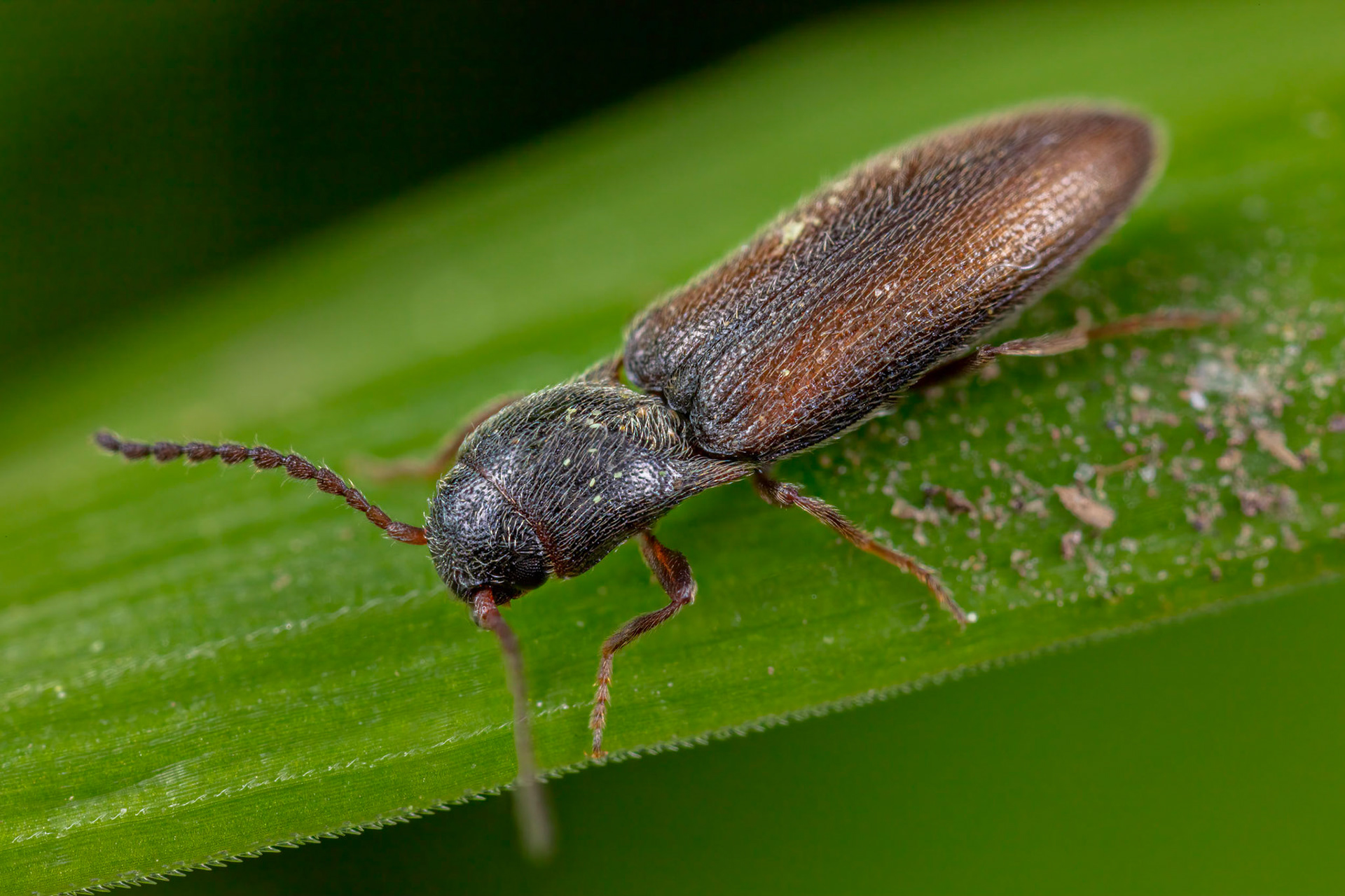 Click Beetle