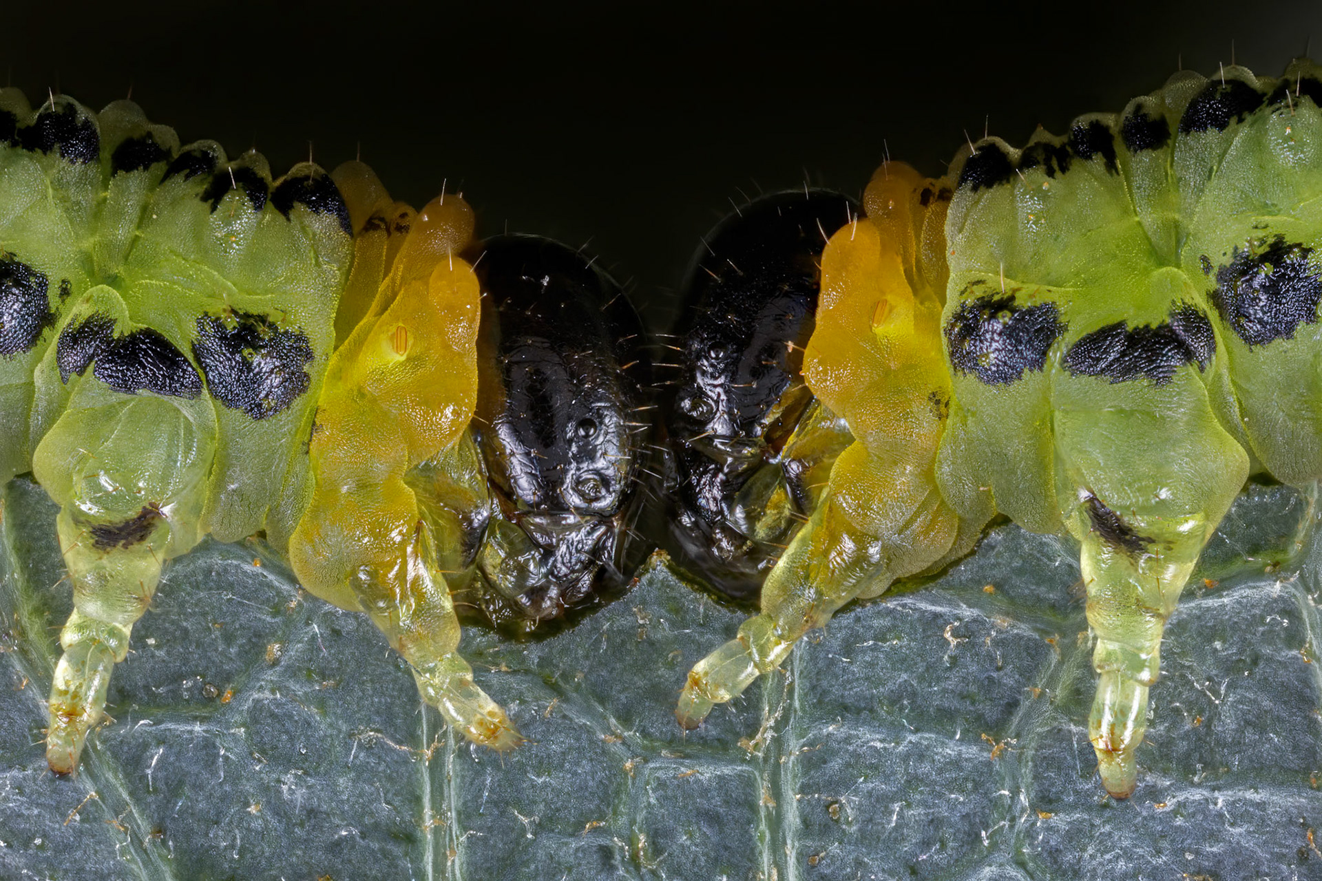 Hazel Sawfly Larva (Nematus septentrionalis)