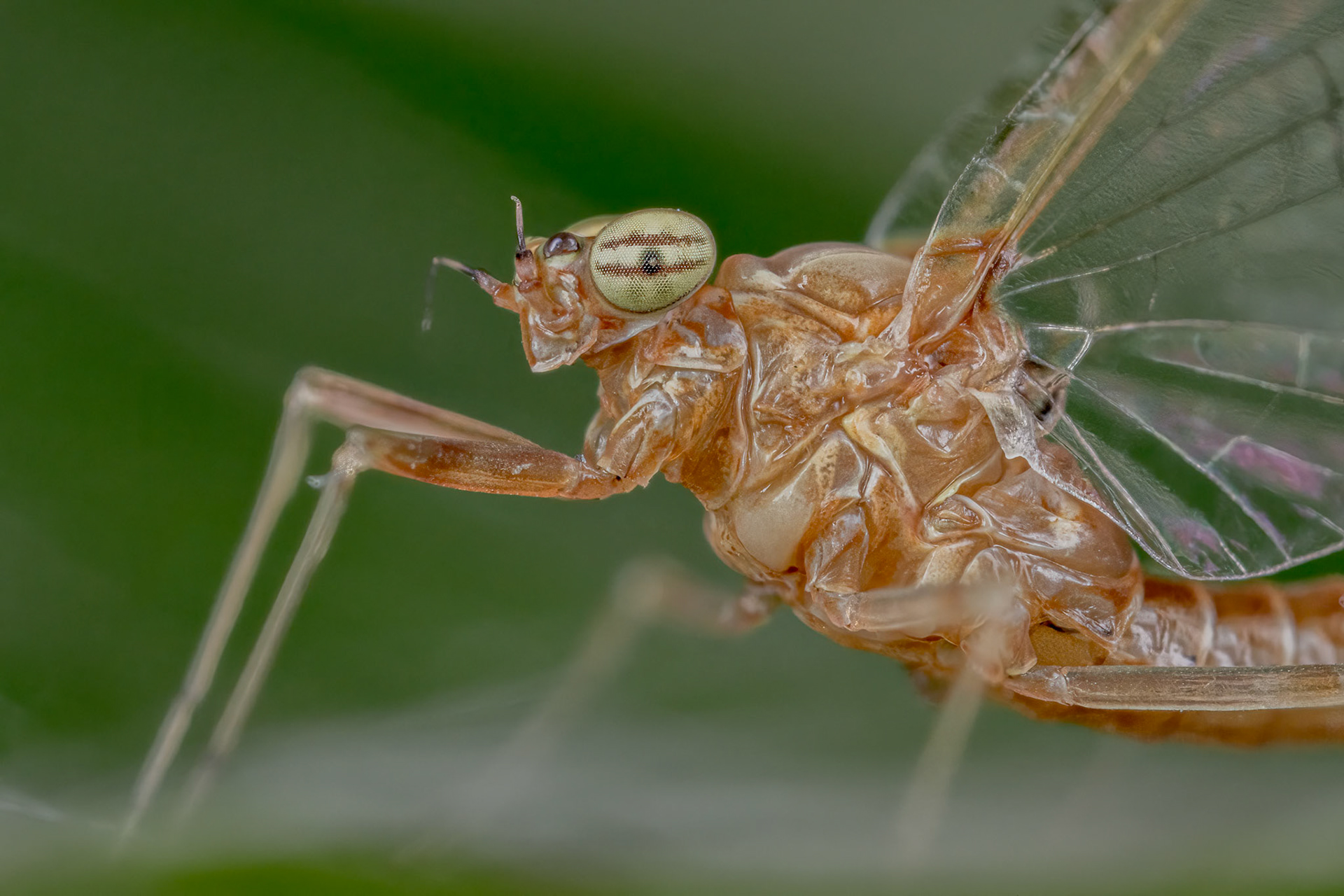 Small Spuriwing (Centroptilum luteolum)