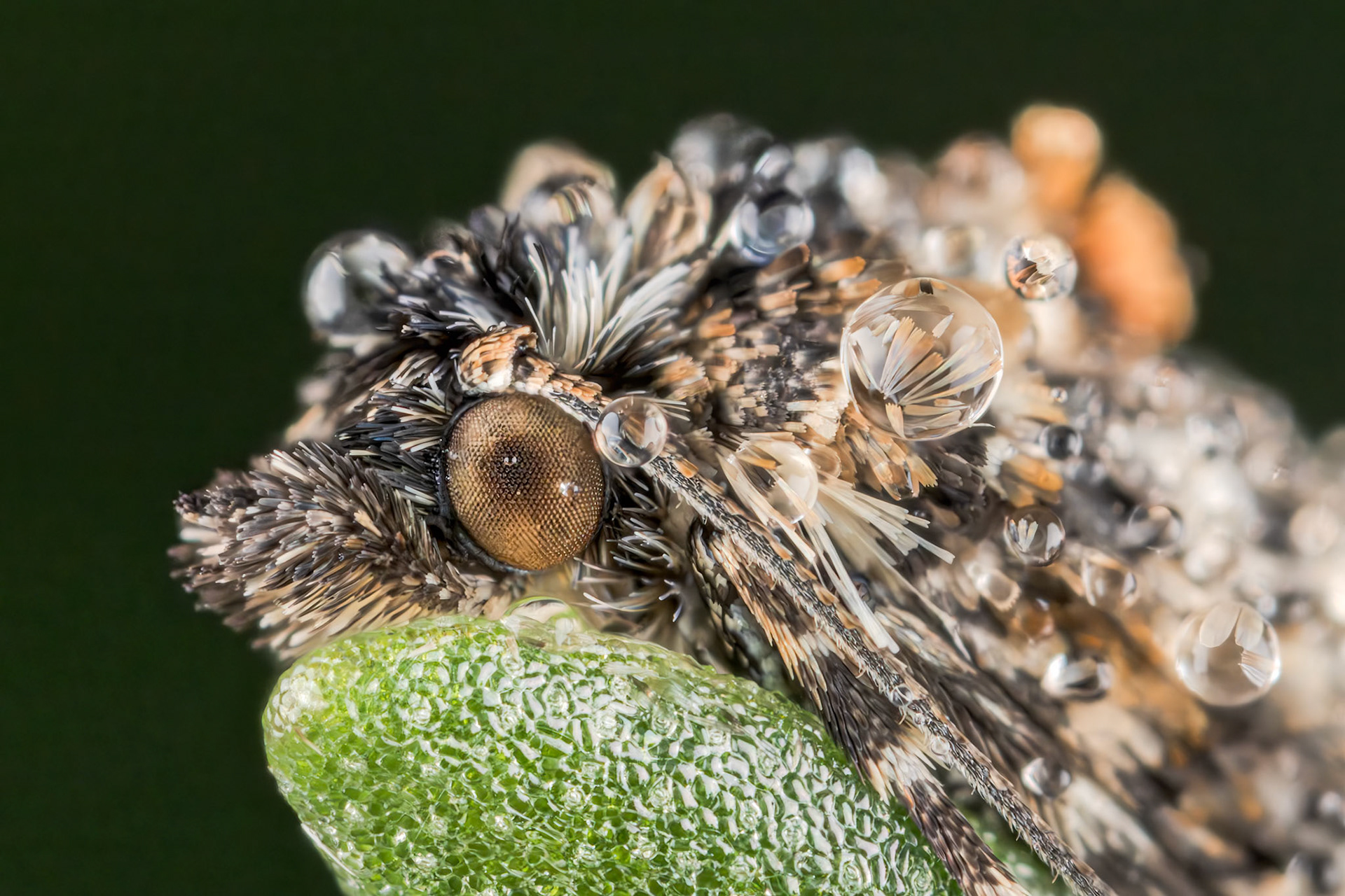 Small Bluebell Beauty (Hysterophora maculosana)