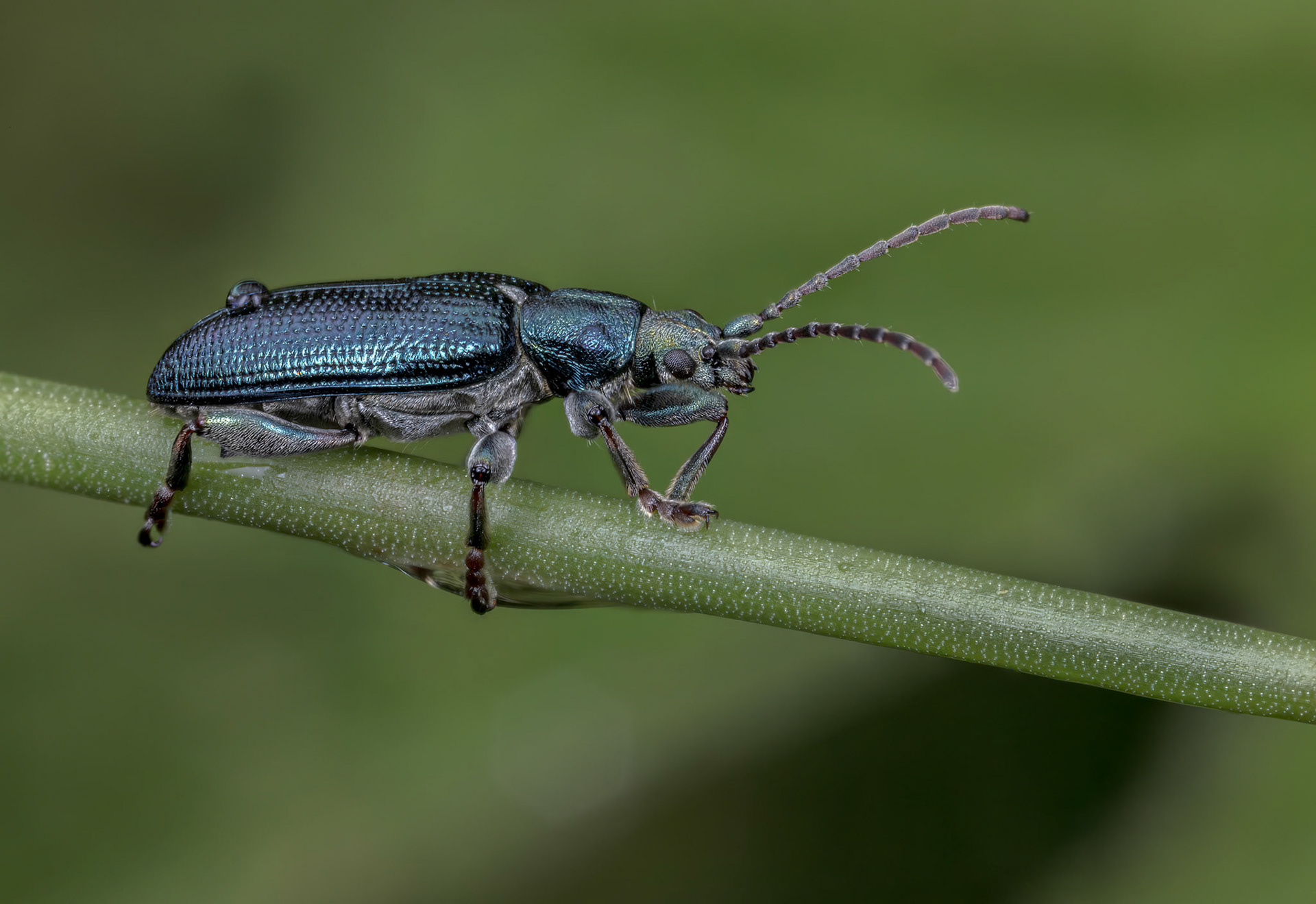 Reed Beetle (Plateumaris sericea)
