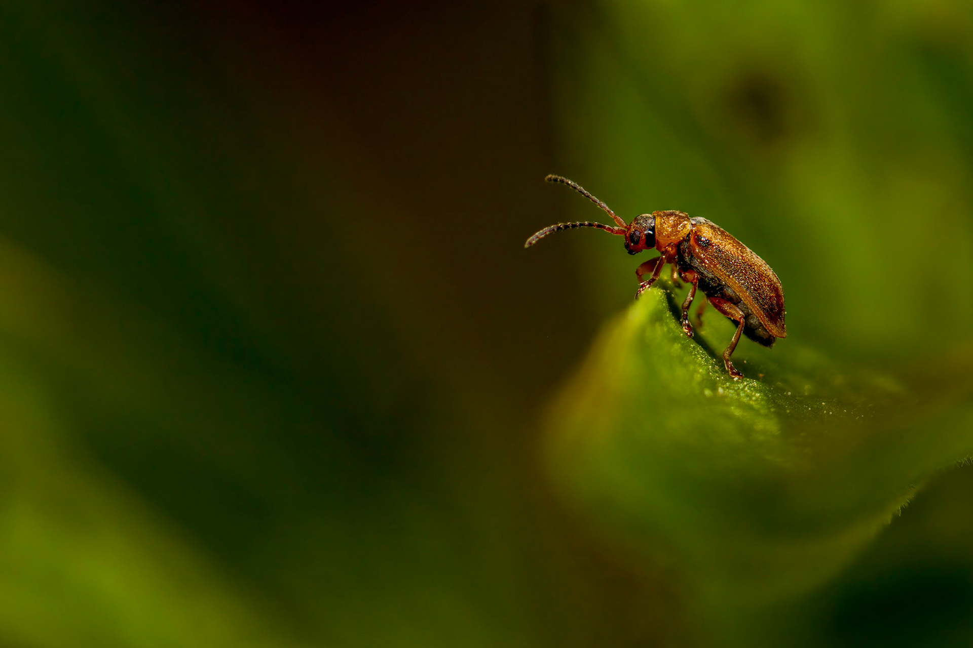 Leaf beetle