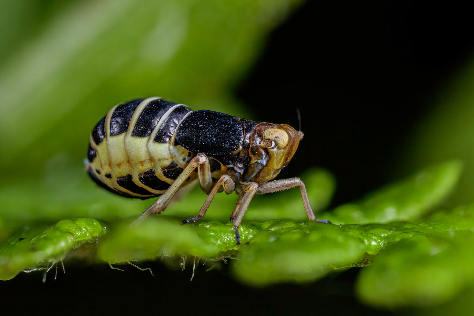 Planthopper (Ditropis pteridis)