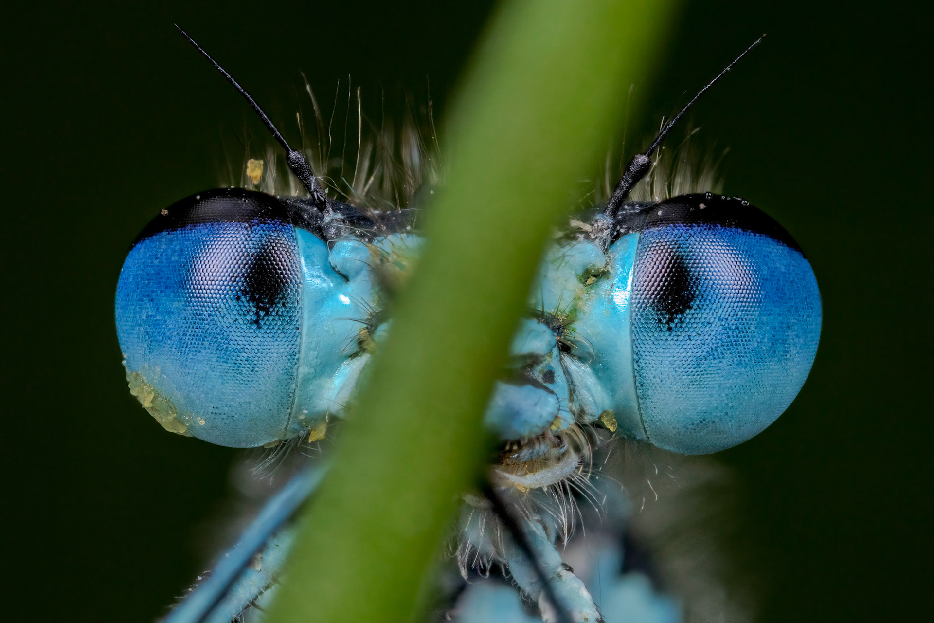 Blue-tailed Damselfly (Ischnura elegans)