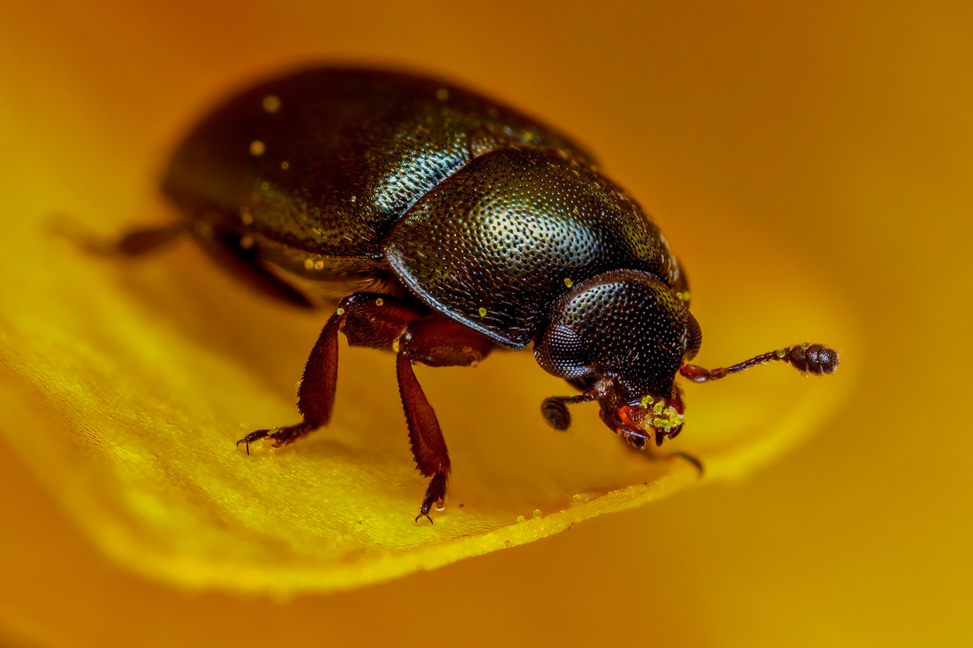 Flea Beetle (Alticini)