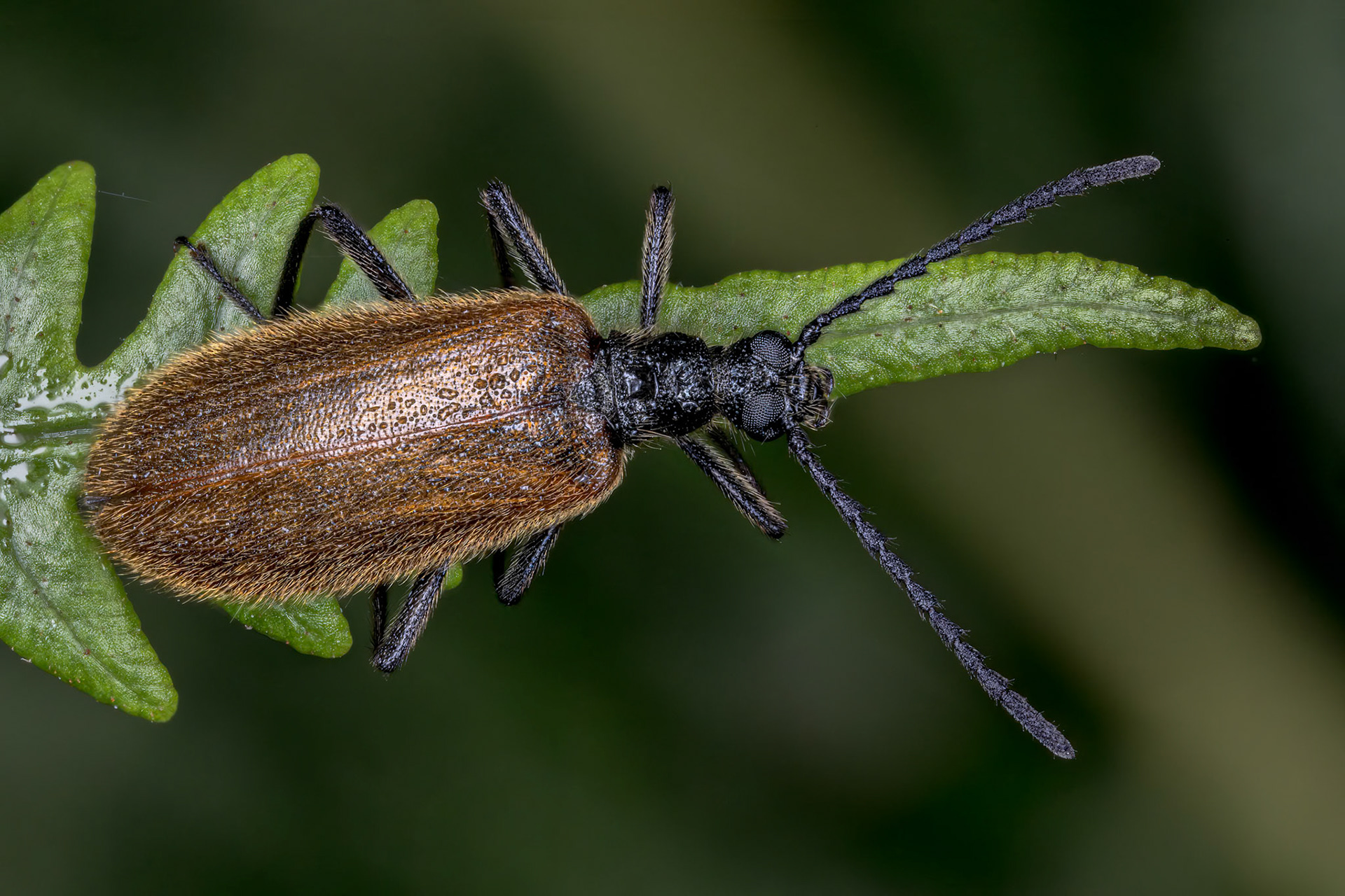Rough-Haired Lagria Beetle (Lagria hirta)