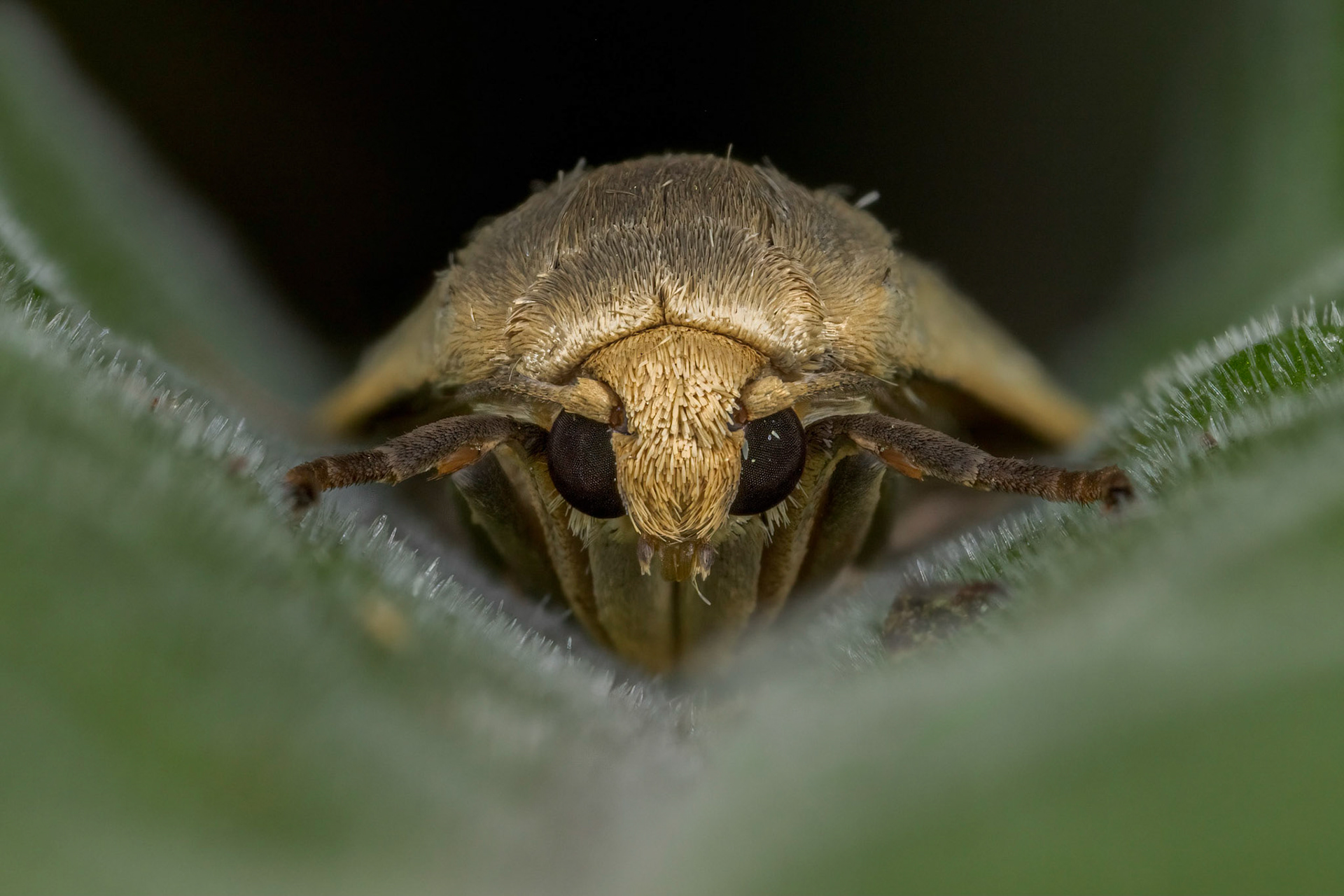 Photo Stack: 18Crop: 2x3Magnification: 6xDingy Footman Eilema griseolaWingspan 32-40 mm.Several of the Eilema species can be difficult to tell apart, but this moth has broader, more rounded forewings than many of the others. It can be quite greyish, but a yellowish form, ab. straminola does occur in places.It flies in July and August, and can be found around damp woodland, fens and sea-cliffs.It is fairly common in the southern half of England and Wales, and feeds on various lichens.https://www.ukmoths.org.uk/species/eilema-griseola/ab-stramineola/