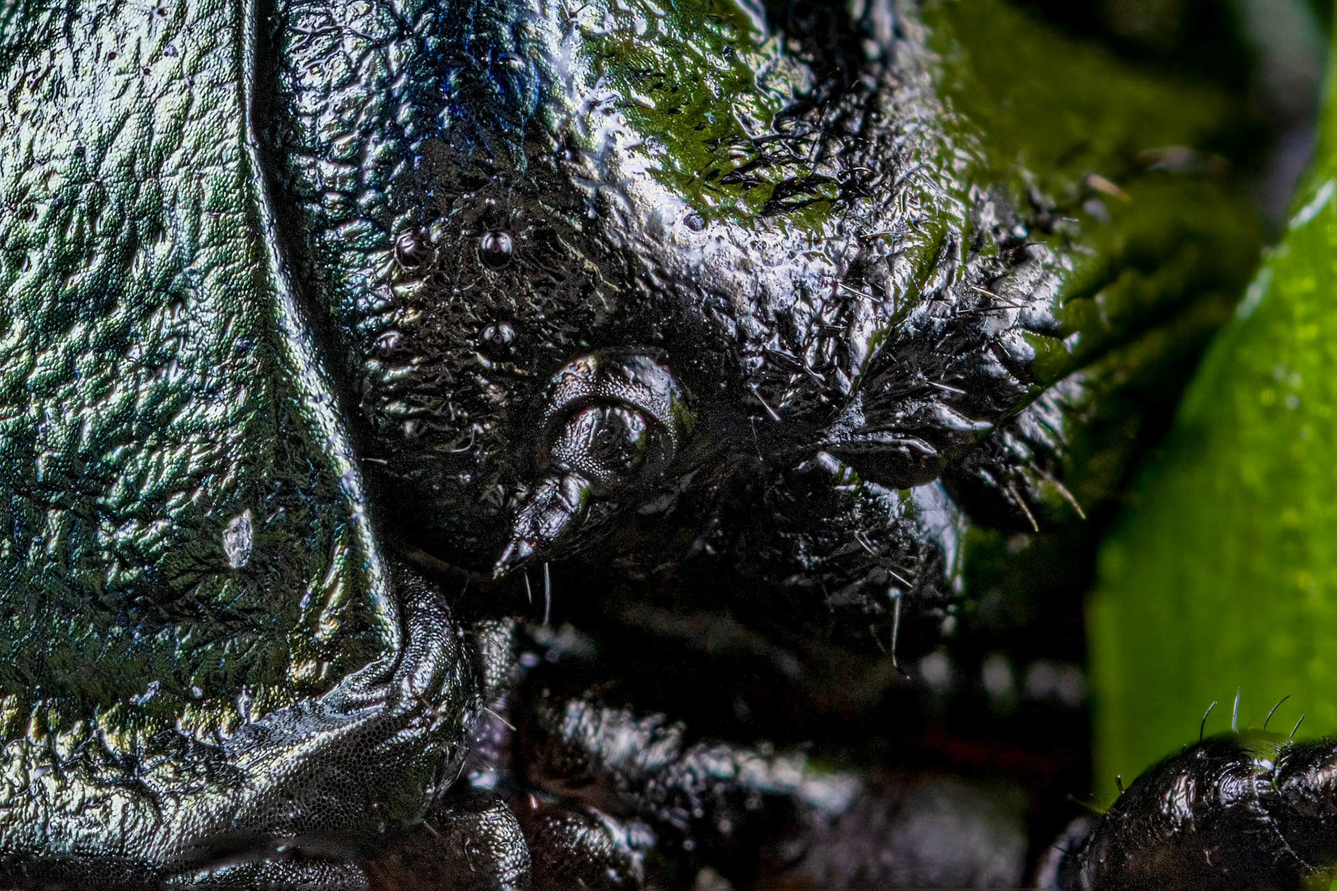 Bloody-Nosed Beetle (Timarcha tenebricosa)