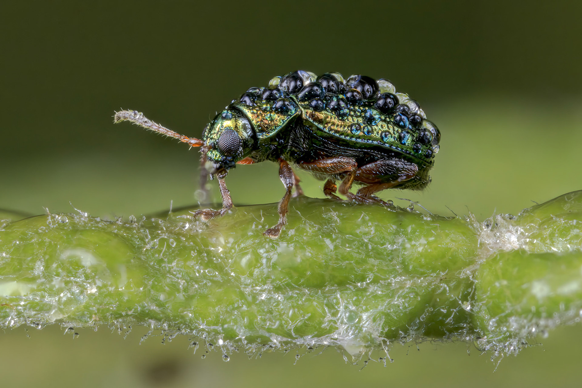 Flea Beetle (Crepidodera fulvicornis)