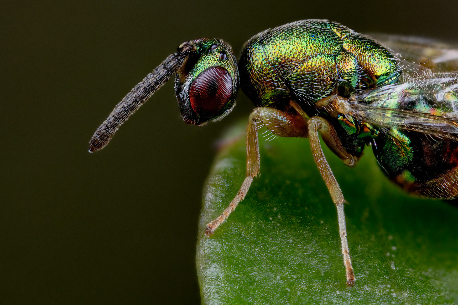 Parasitic Wasps (Ormyrus nitidulus)
