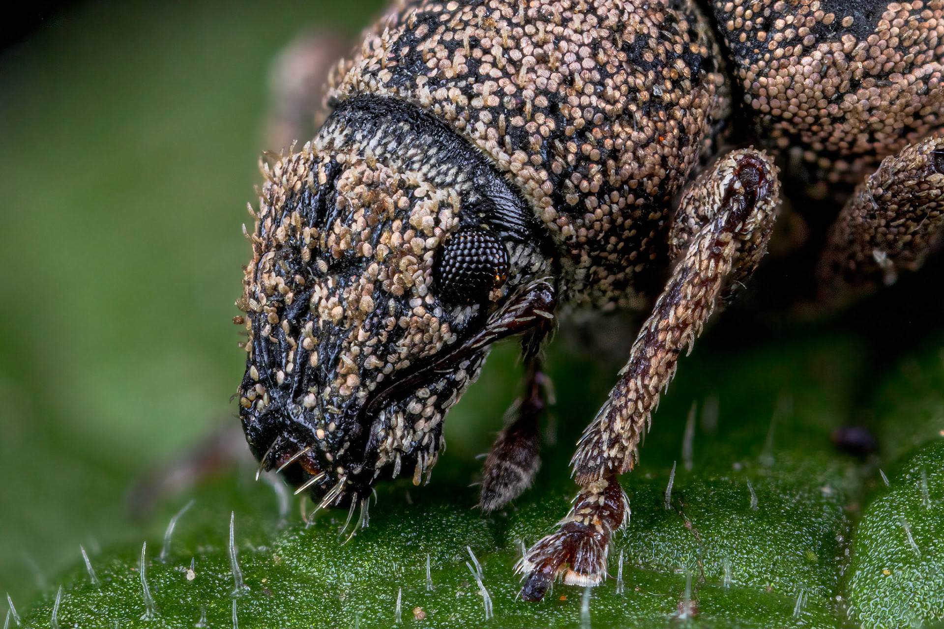 Nut Leaf Weevil (Strophosoma melanogrammum)