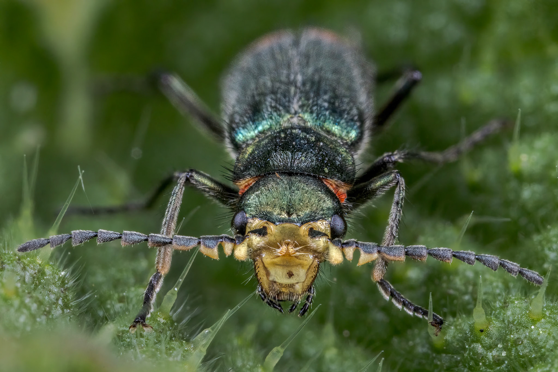 Common Malachite Beetle (Malachius bipustulatus)