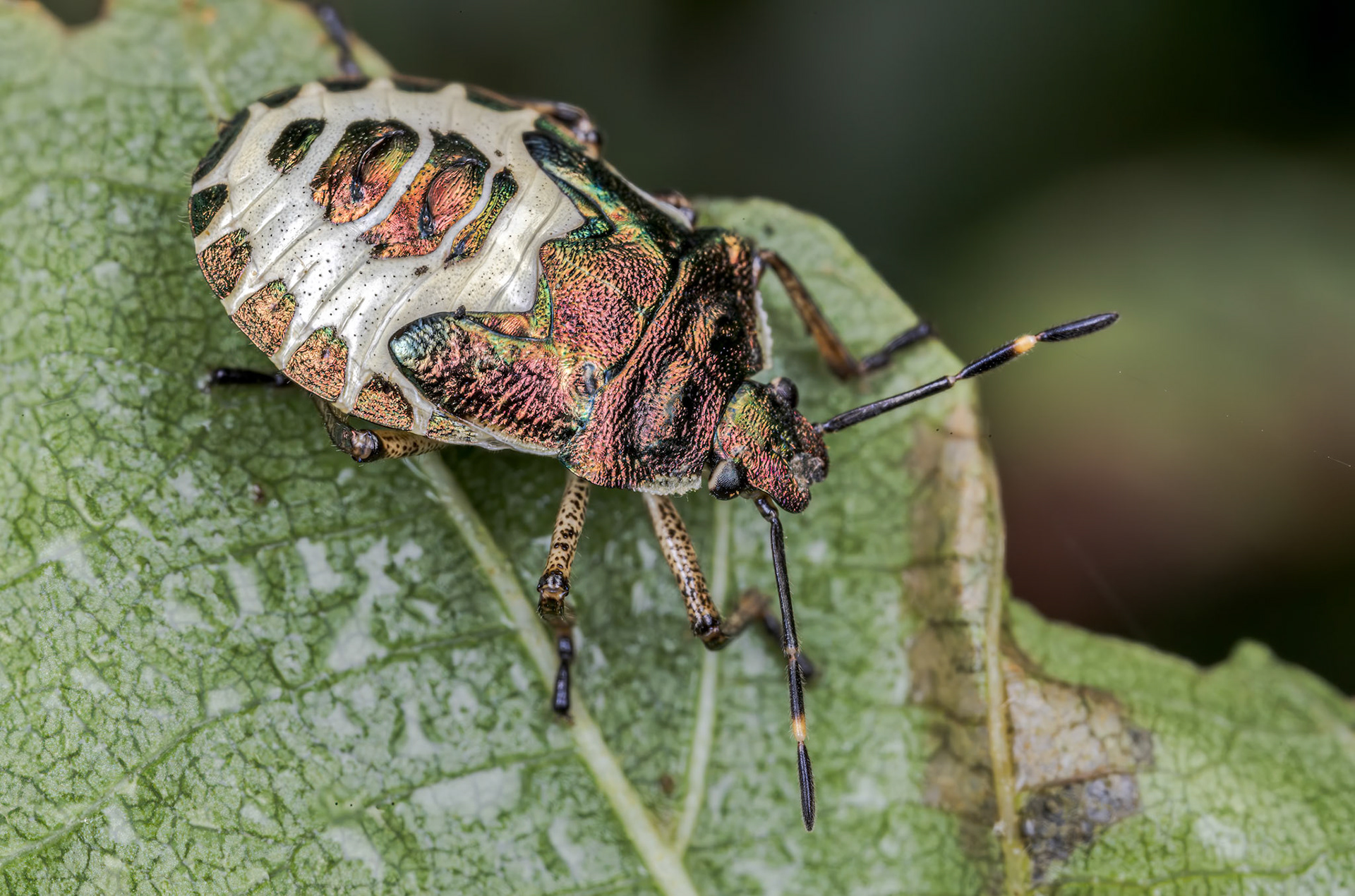 Bronze Shieldbug (Troilus luridus)