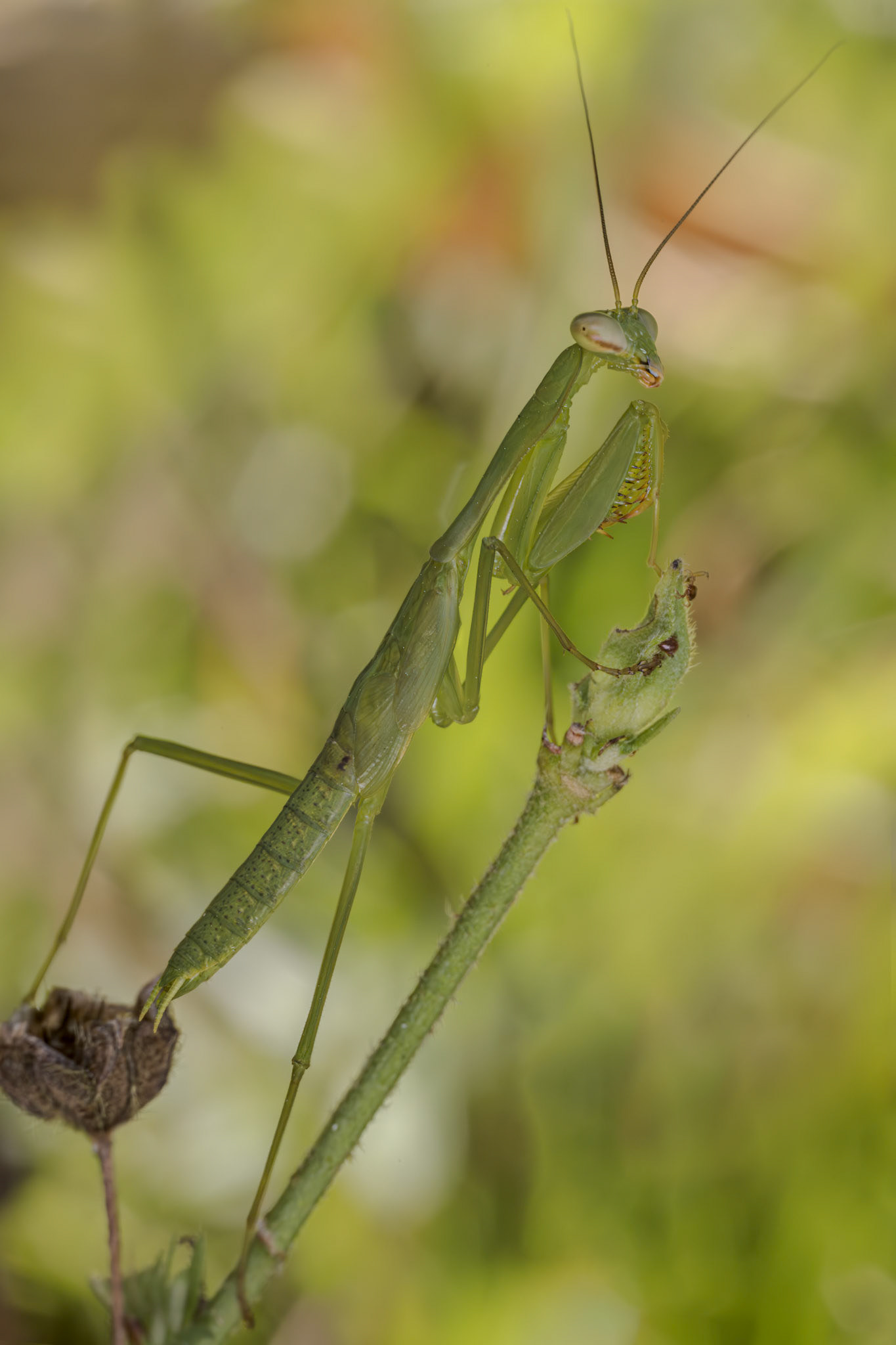 Mantis (Mantodea)