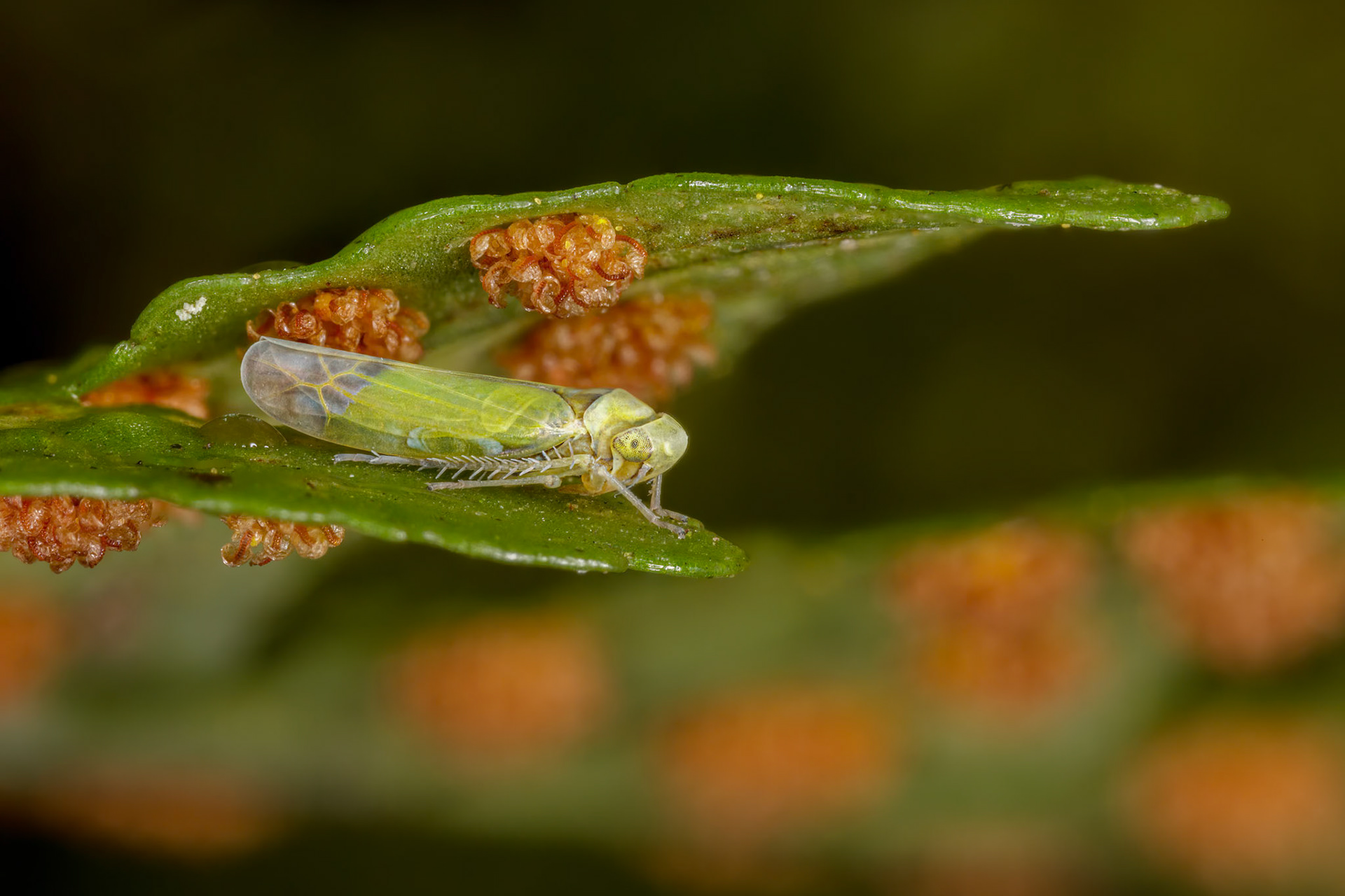 Leafhopper (Eupteryx filicum)
