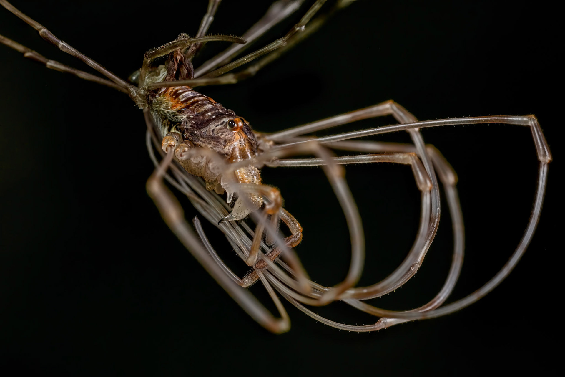 Harvestman (Opiliones)