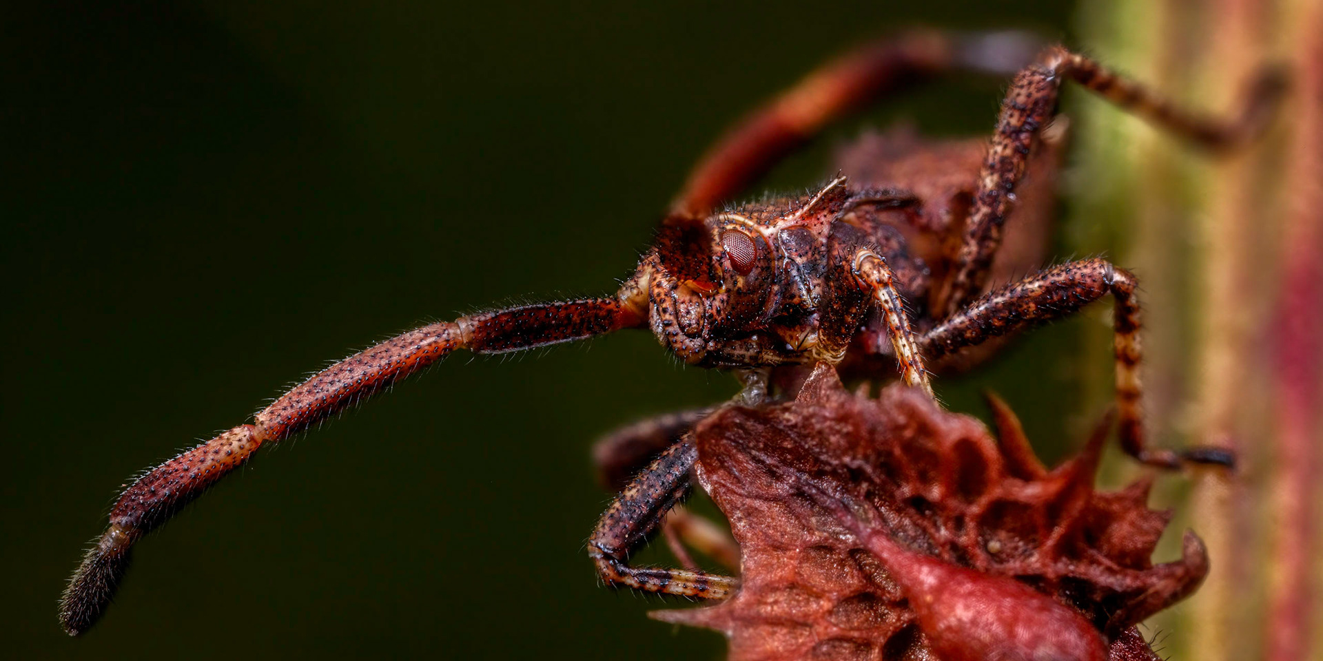 Dock Bug Nymph (Coreus marginatus)