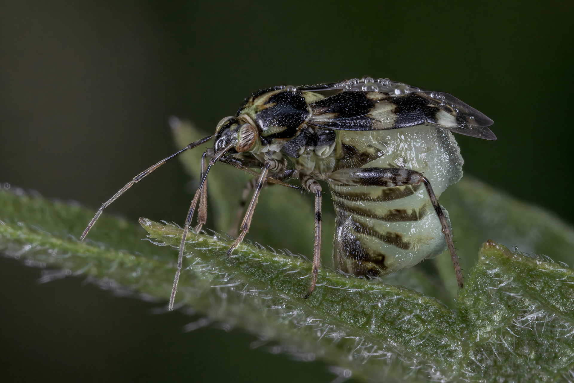 Common Nettle Bug (Liocoris tripustulatus)