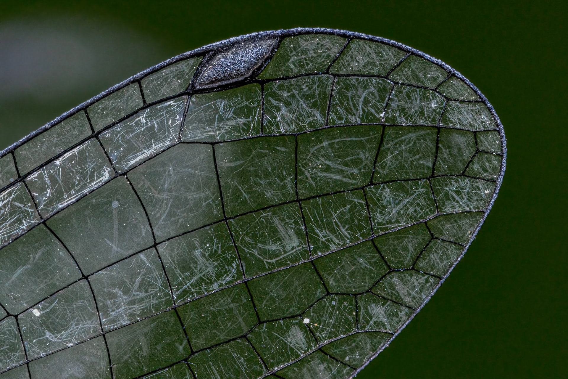 Blue-tailed Damselfly Wing
