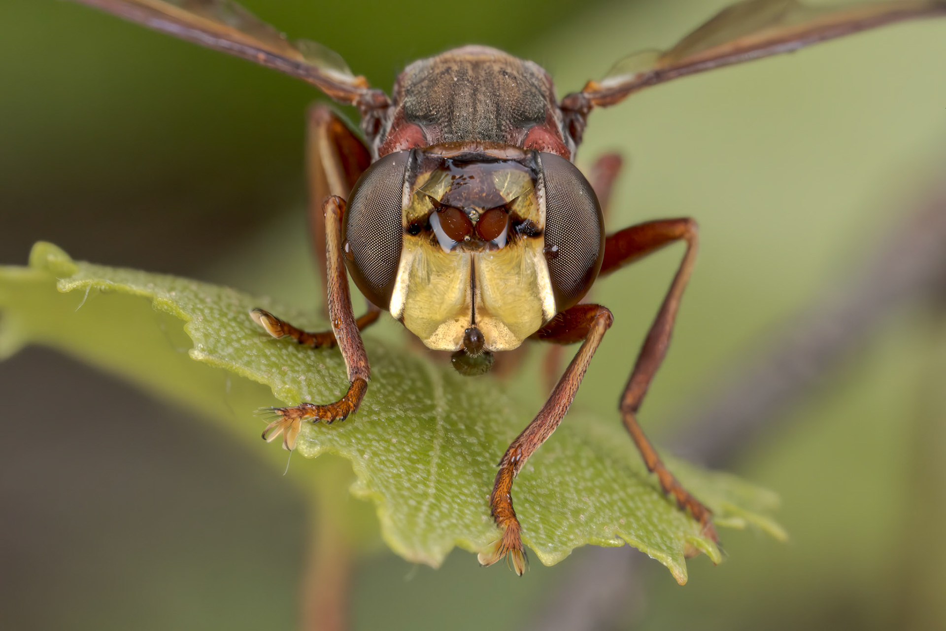 Hornet-mimic Thick-headed Fly (Conops vesicularis)