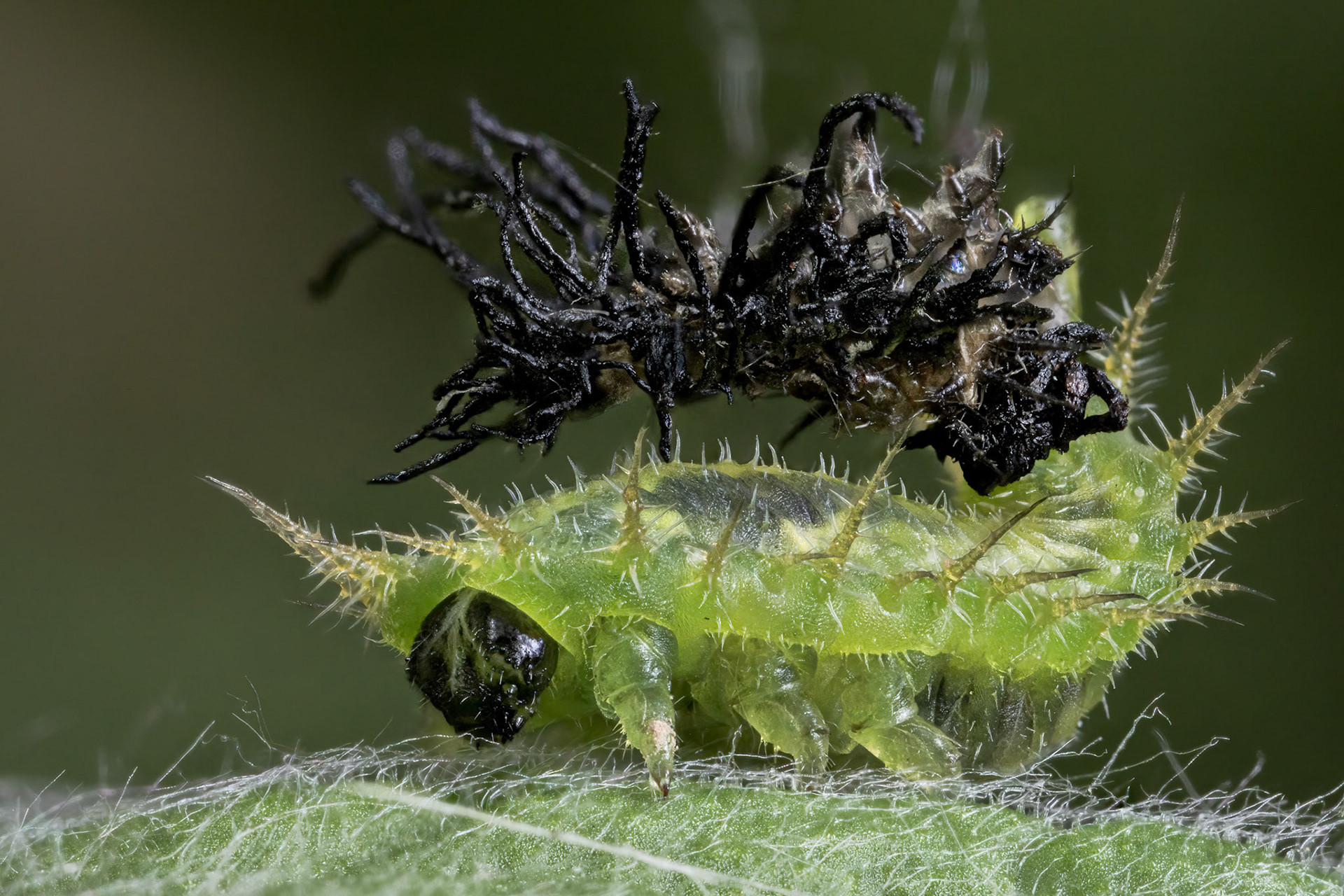 Fleabane Tortoise Beetle Larva (Cassida murraea Linnaeus)