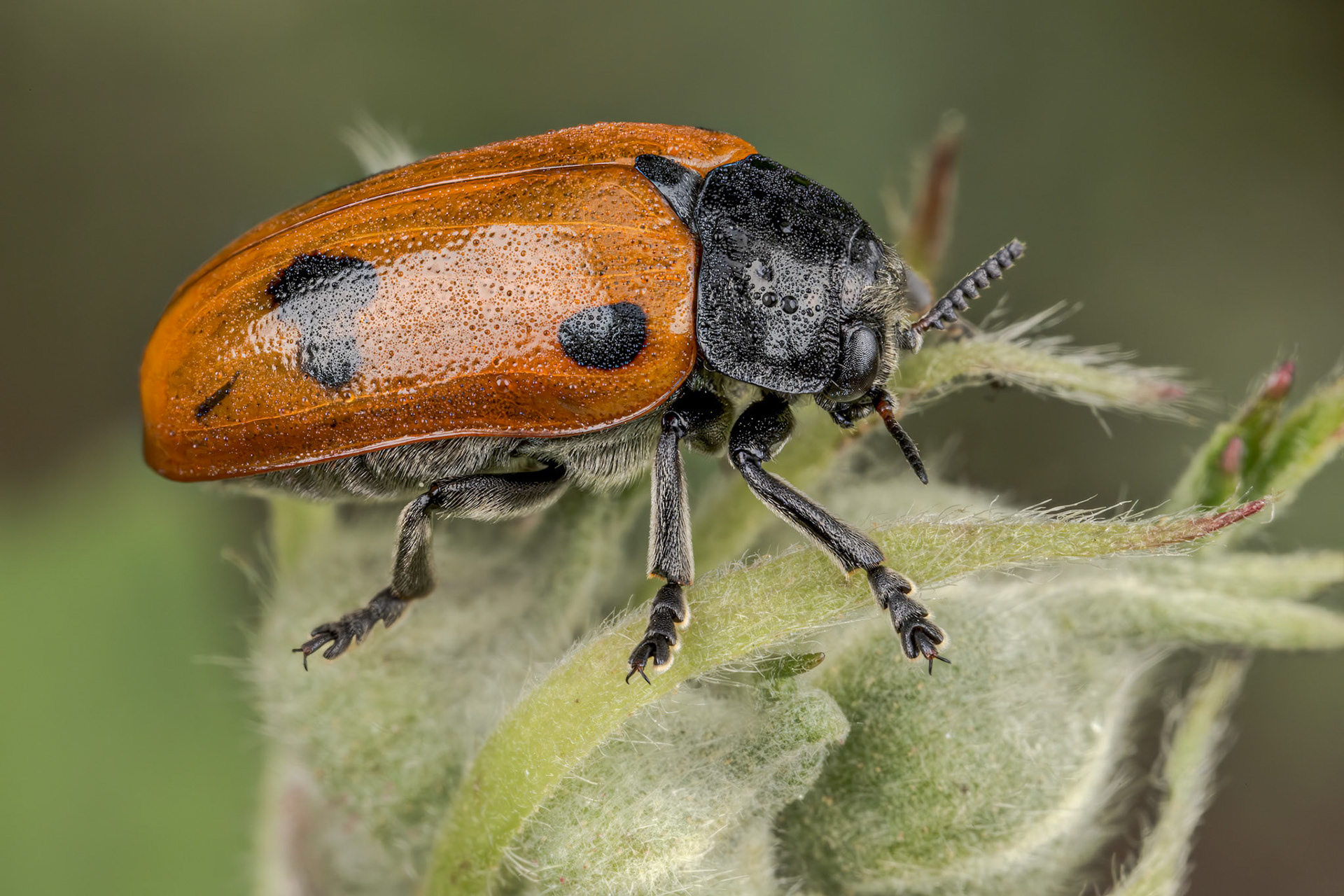 Four Spotted Leaf Beetle (Clytra quadripunctata)