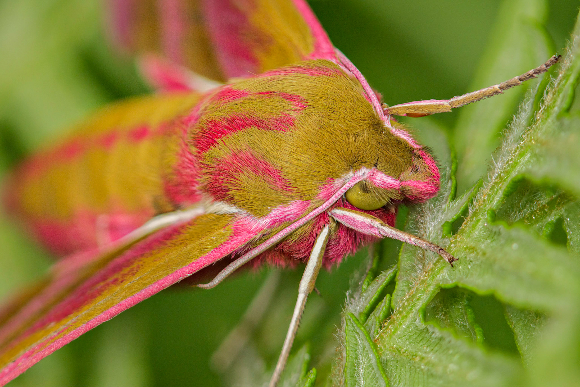 Elephant Hawk-moth (Deilephila elpenor)