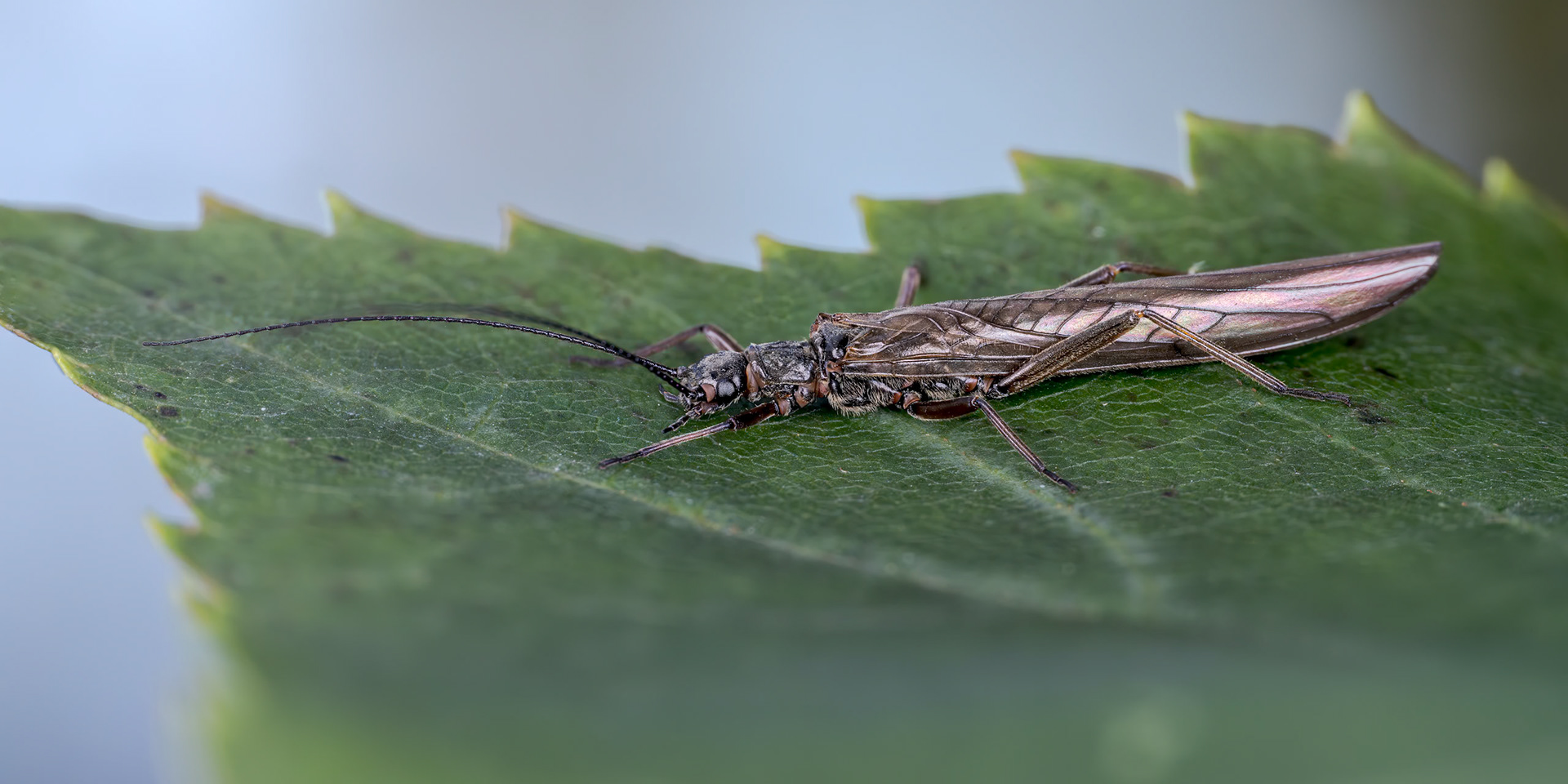 Stonefly (Perlodini)