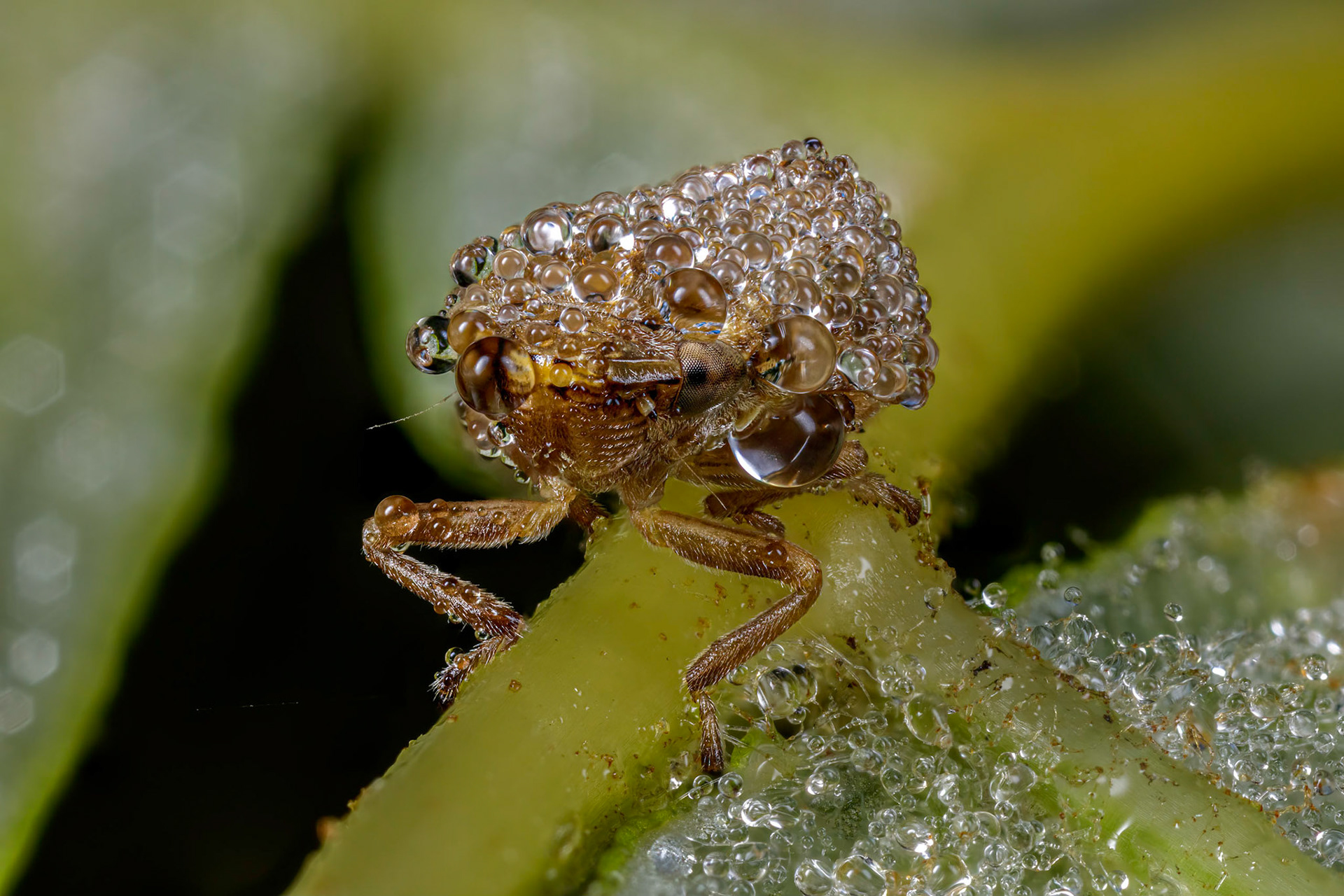 Common Froghopper (Philaenus spumarius)