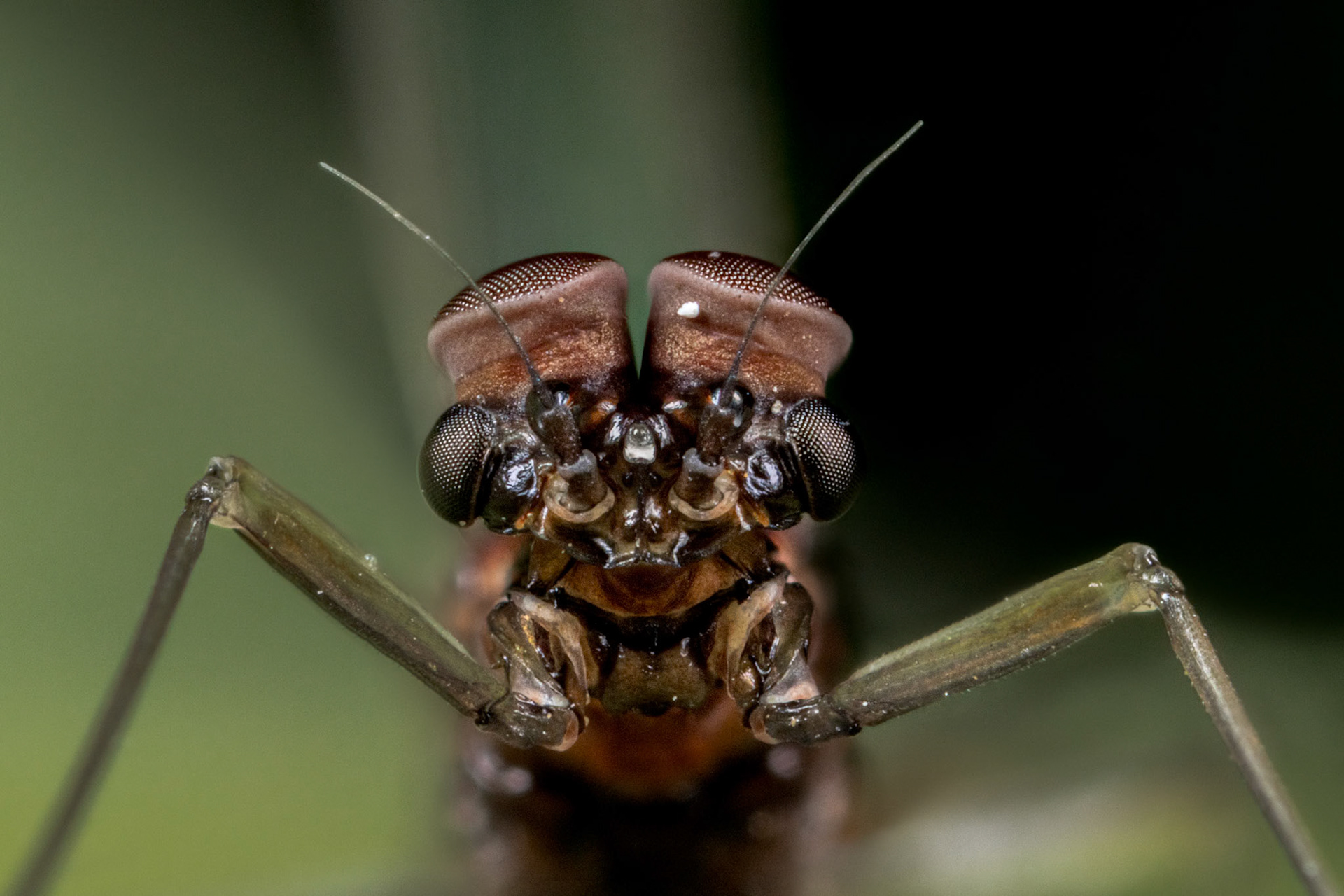 Large Dark Olive Mayfly (Baetis rhodani)