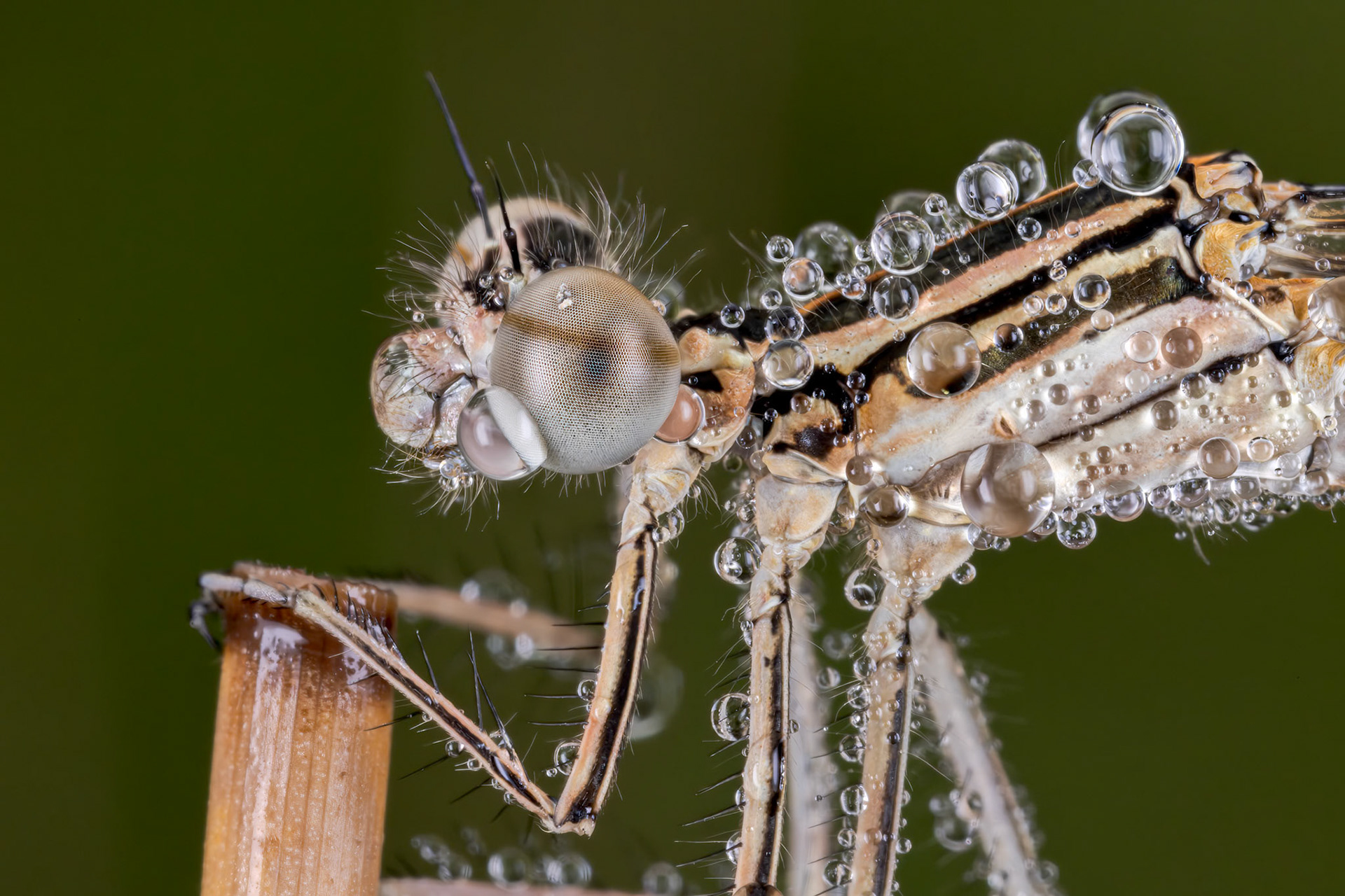 White-legged Damselfly (Platycnemis pennipes)