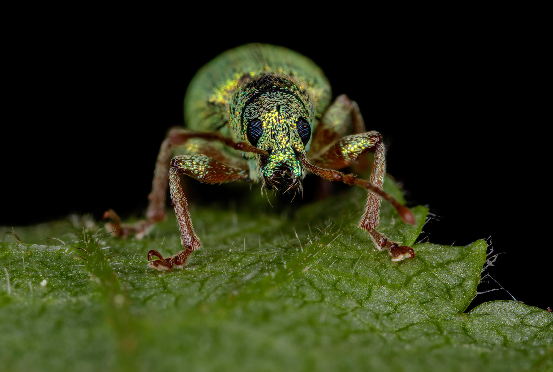 Phyllobius virideaeris