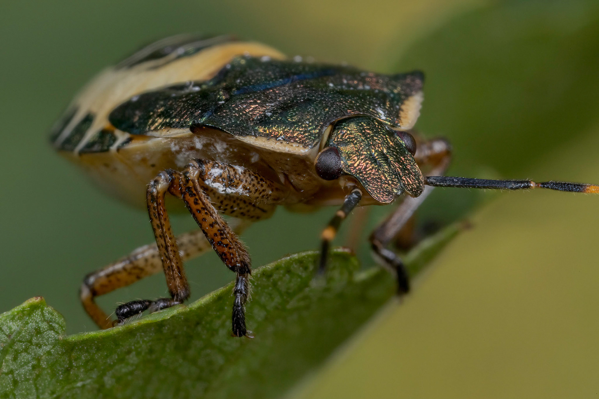 Bronze Shieldbug (Troilus luridus)