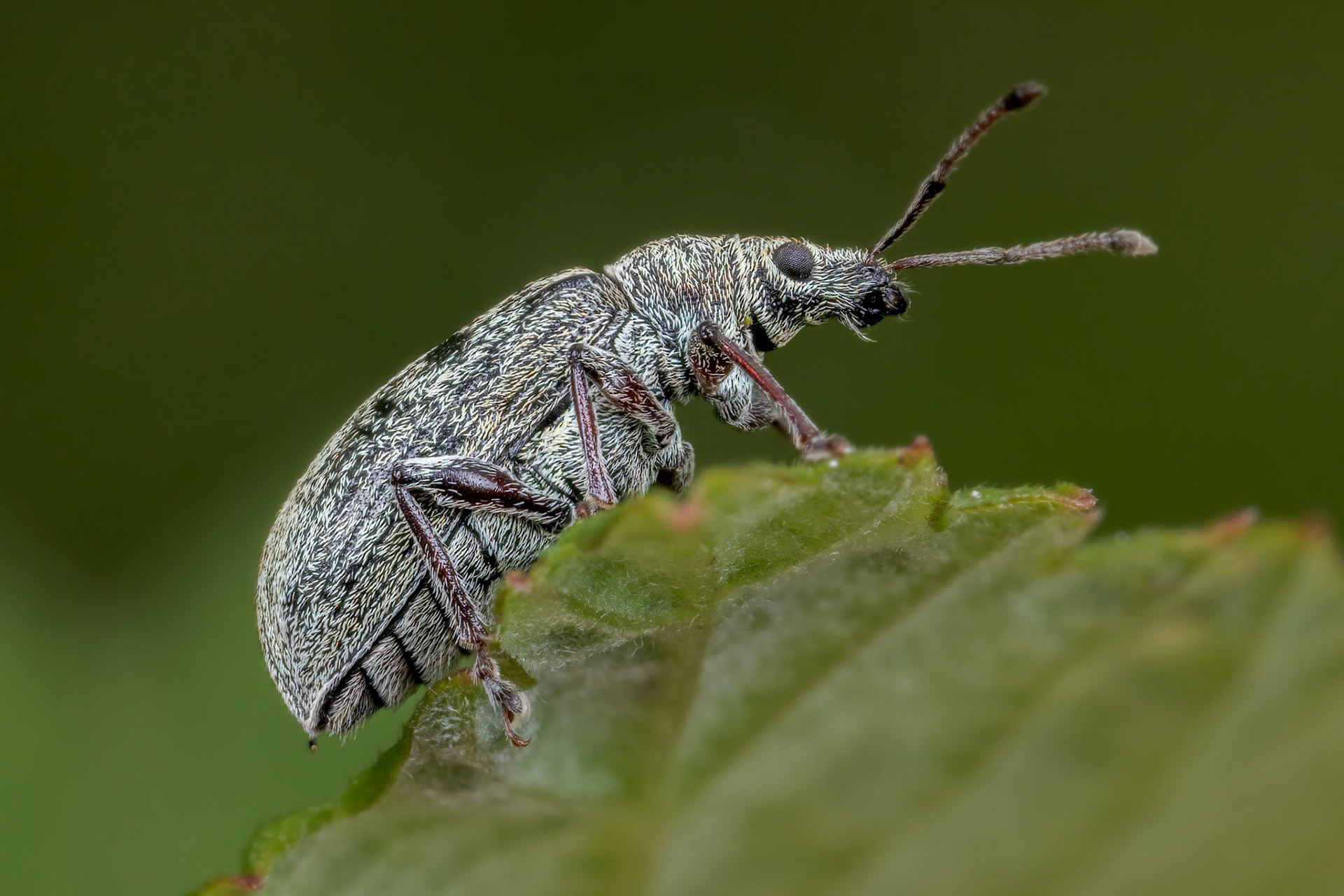Broad-Nosed Weevil (Phyllobius pyri)