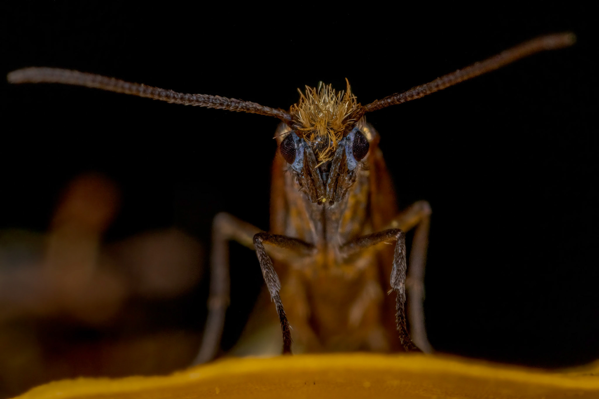 Plain Gold (Micropterix calthella)
