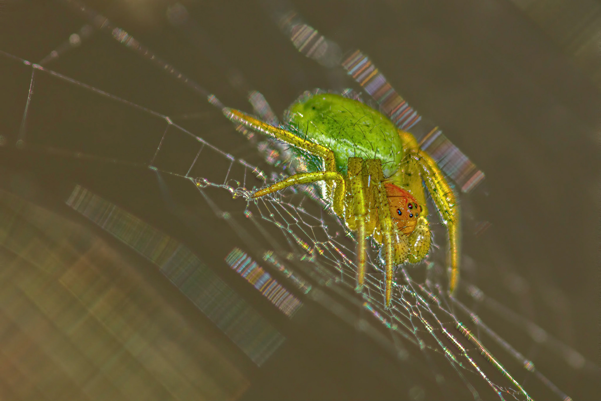 Cucumber Spider (Araniella cucurbitina)