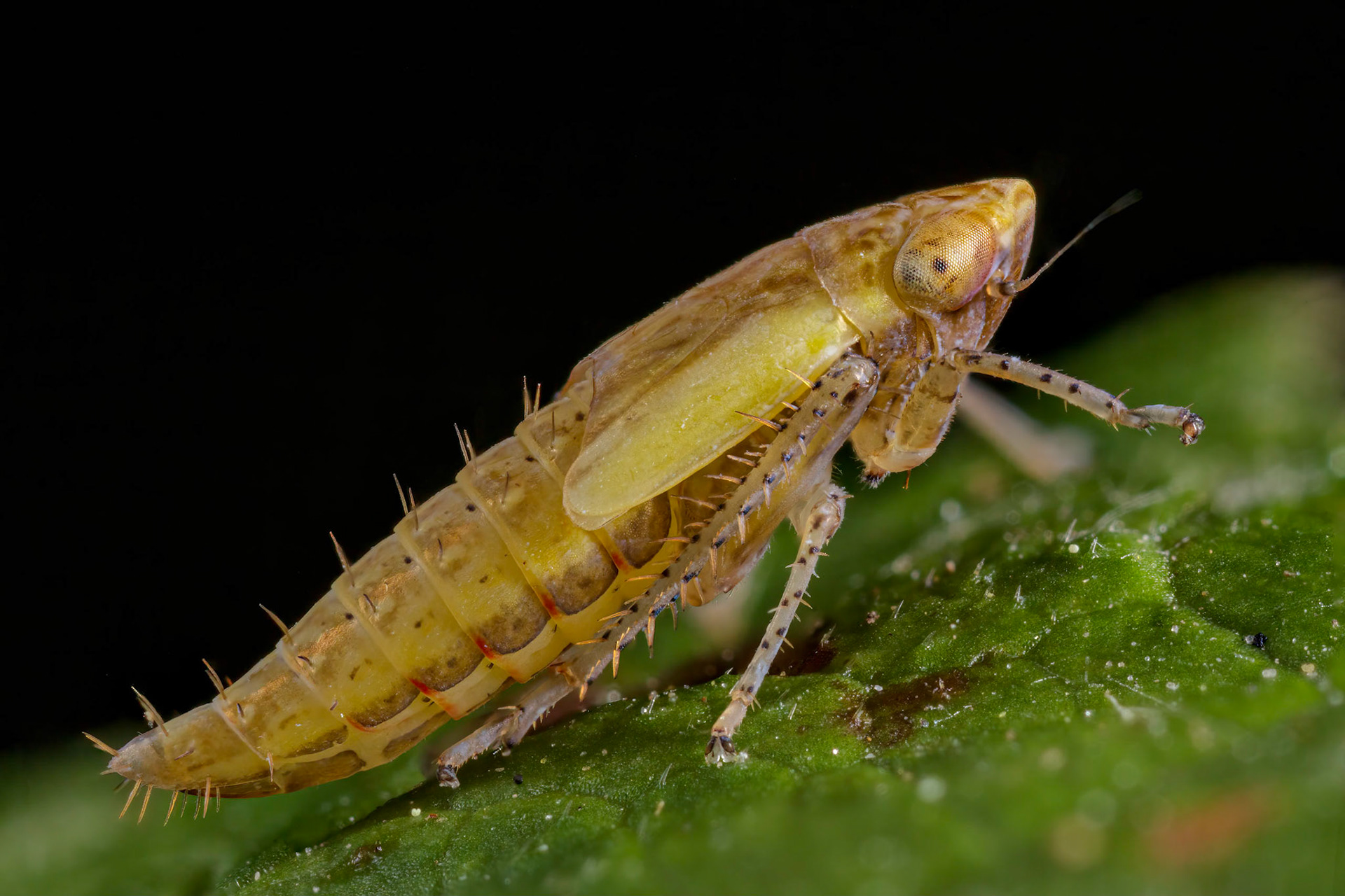 Uknown Leafhopper Nymph (Cicadellidae)