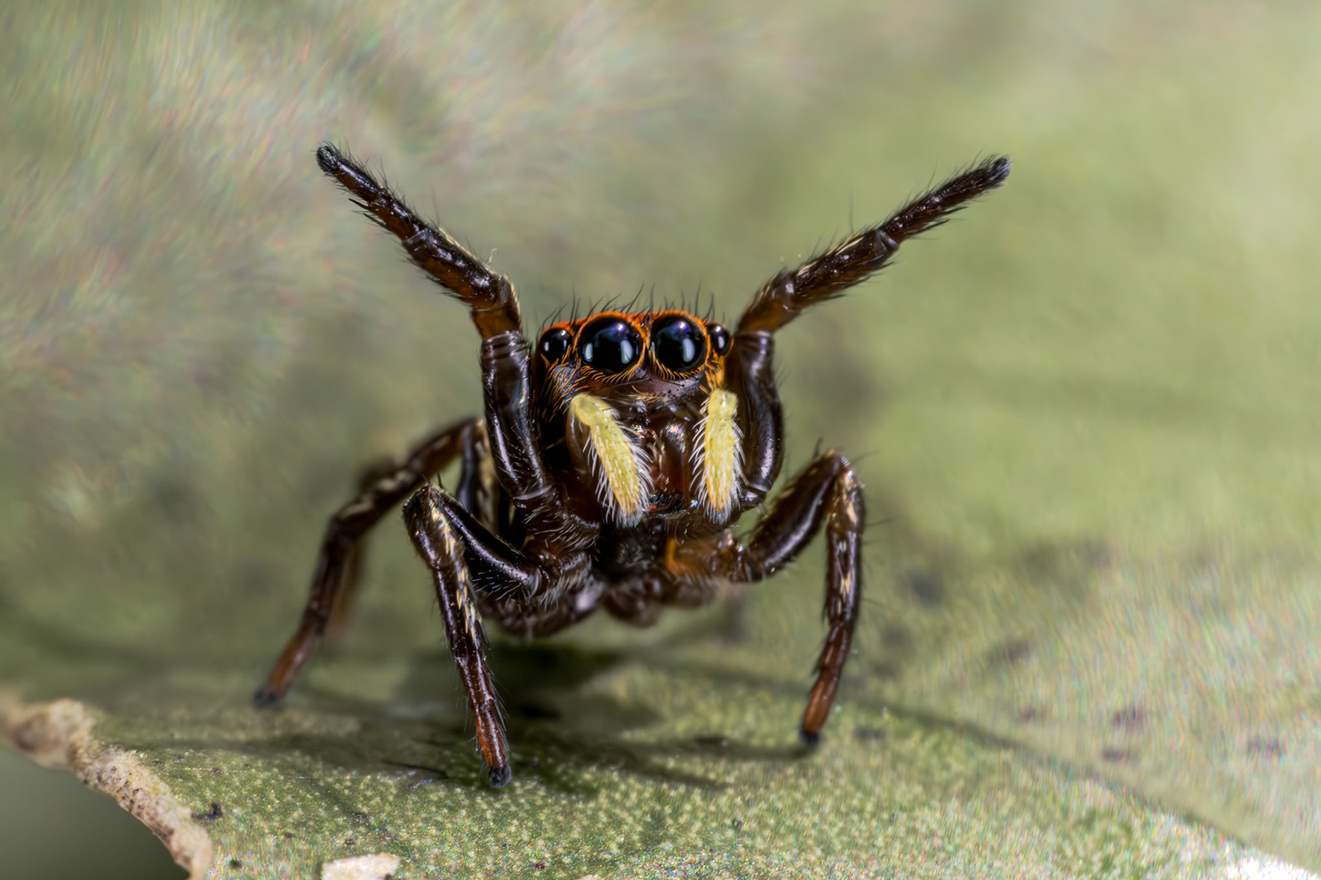Jumping Spider (Salticidae)