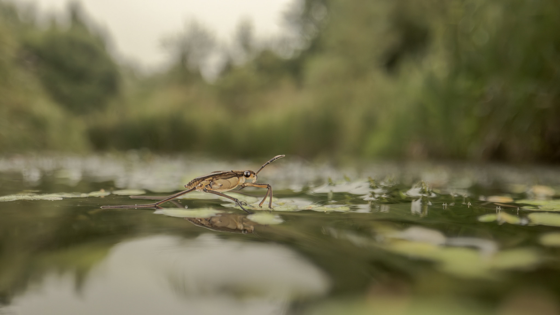 Eurasian Common Pond Skater (Gerris lacustris)