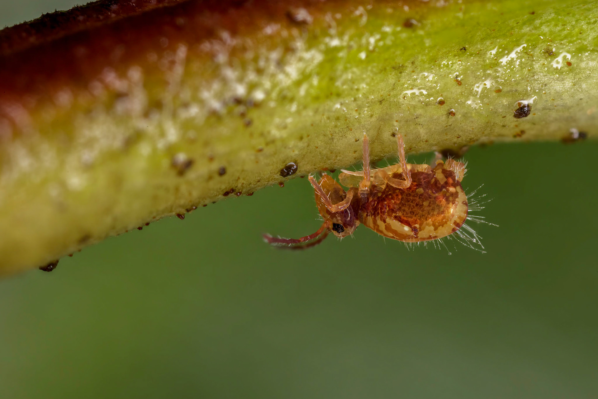 Springtail (Dicyrtomina saundersi)